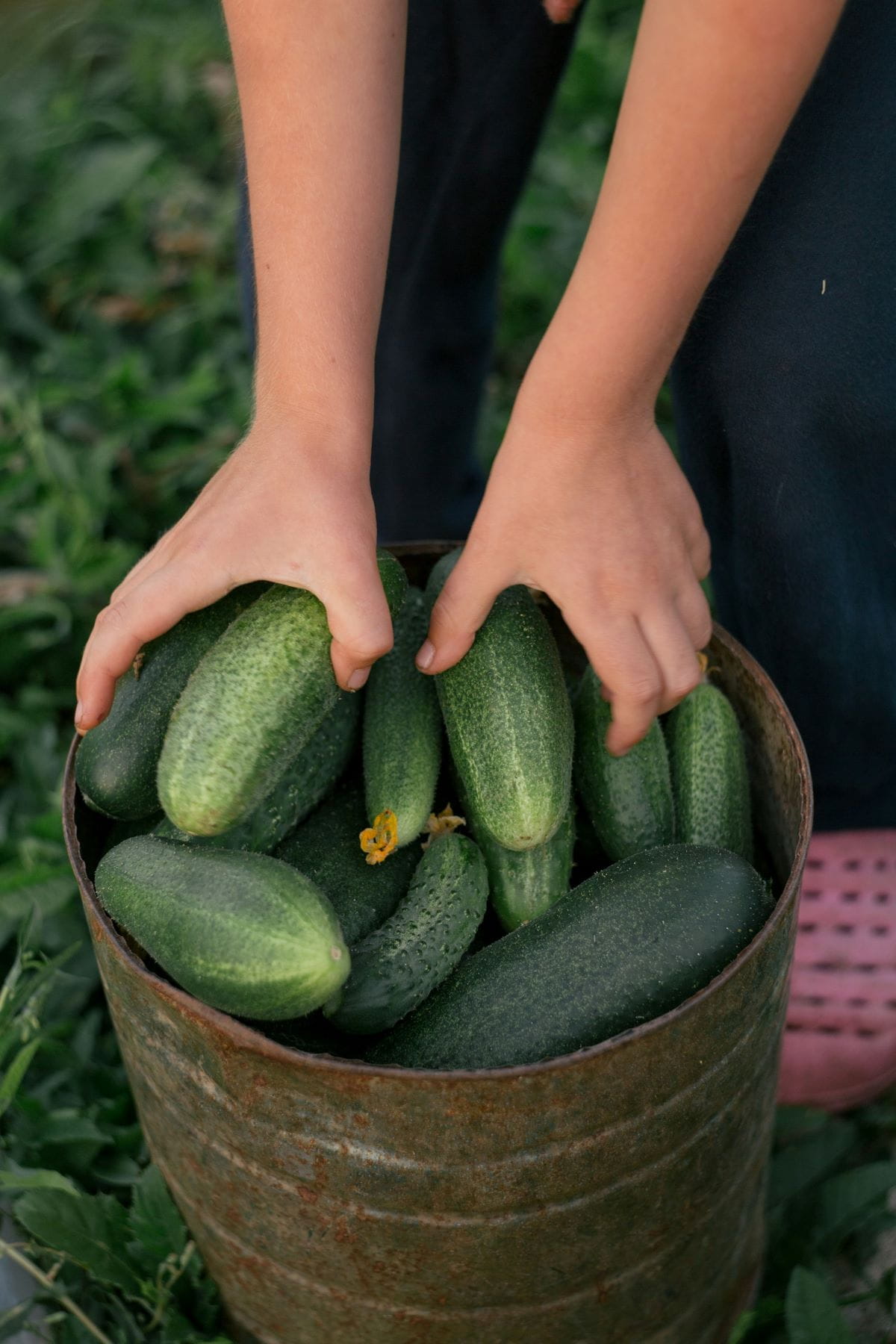 Container overflowing with cucumbers