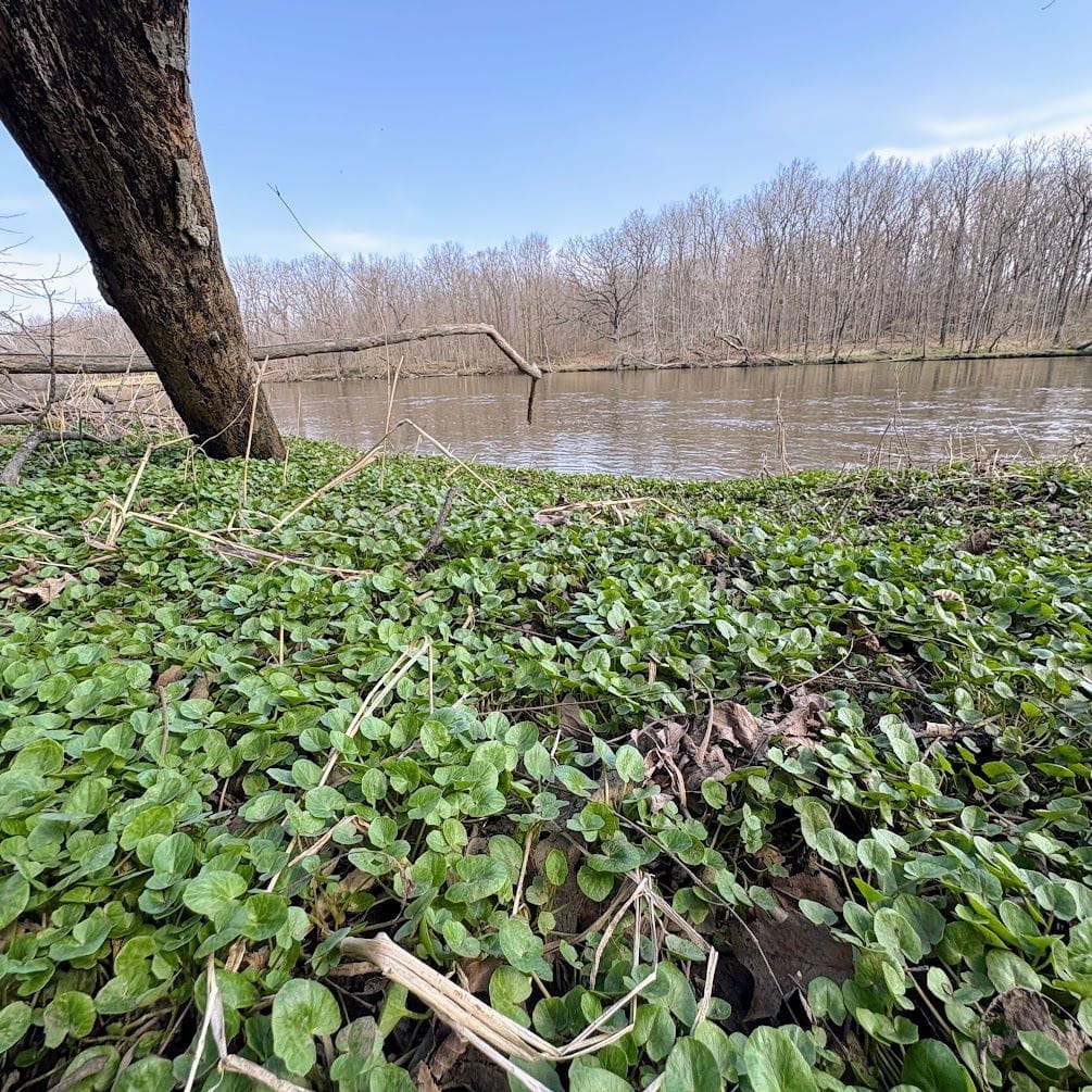 A lesser celandine infestation along the Grand River in Michigan. Photo courtesy of Stephanie Day, Mid-Michigan CISMA.