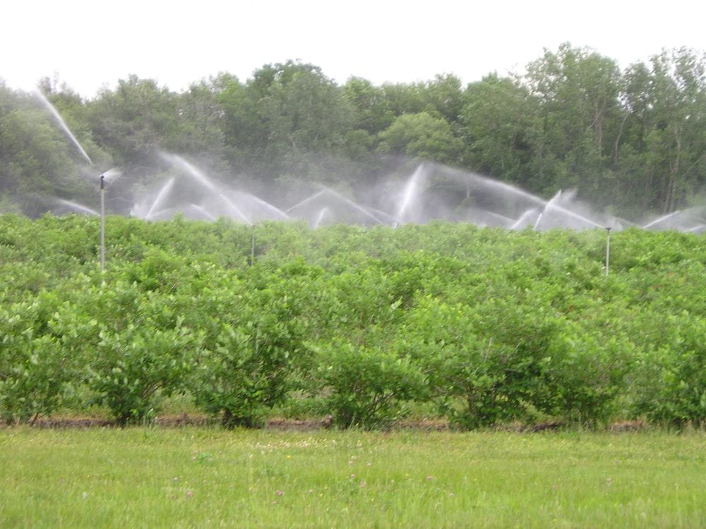 Blueberry farm being irrigated with groundwater by overhead sprinklers.