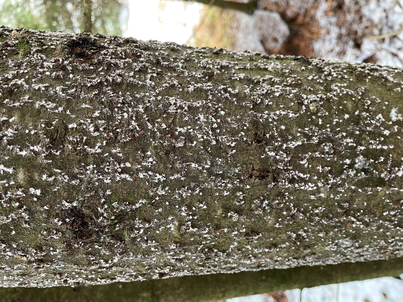 The trunk of a balsam fir heavily infested with balsam woolly adelgid, showing small, white, cottony masses on fir trunks and branches. DNR photo.