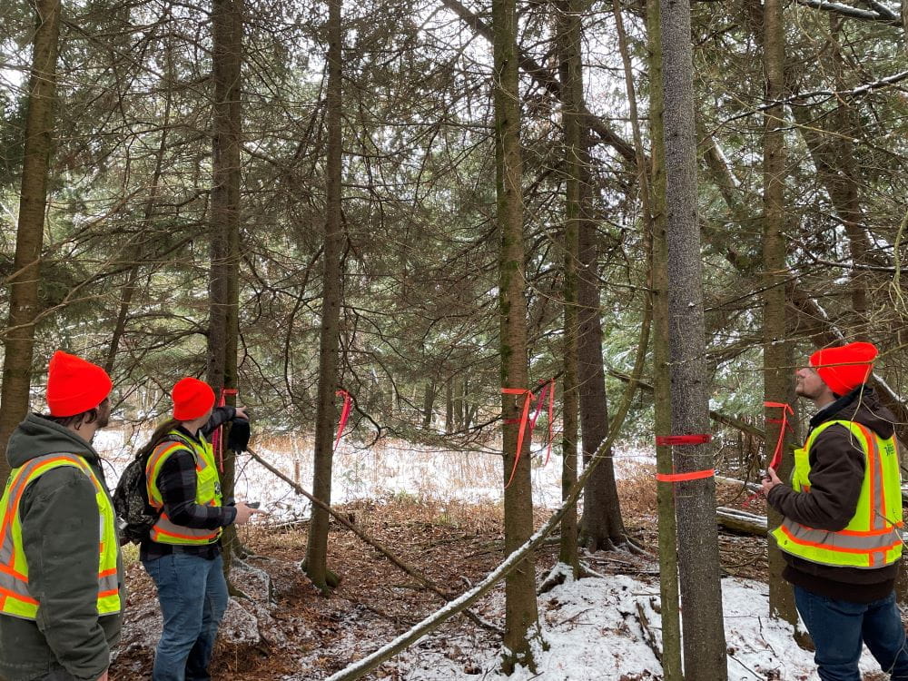 Three inspectors flag infested balsam firs in Missaukee County.