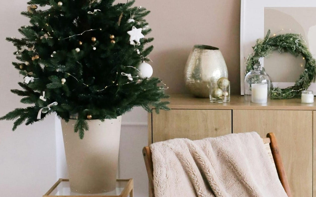 A living Christmas tree in a white pot