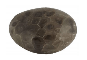 A smooth greyish brown stone with a fossilized hexagonal pattern with dark circles in the middle of the hexagons