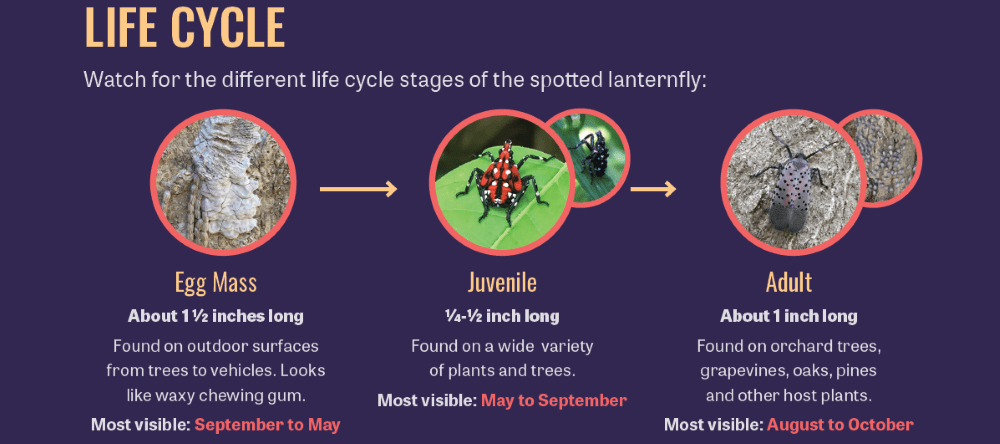 Chart showing the life cycle of the spotted lanternfly. 
