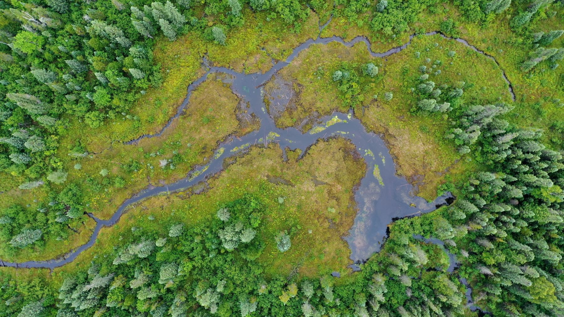 Aerial view of a wet meadow and rich conifer swamp comprise the headwaters of the Manistee River. Photo courtesy of DNR