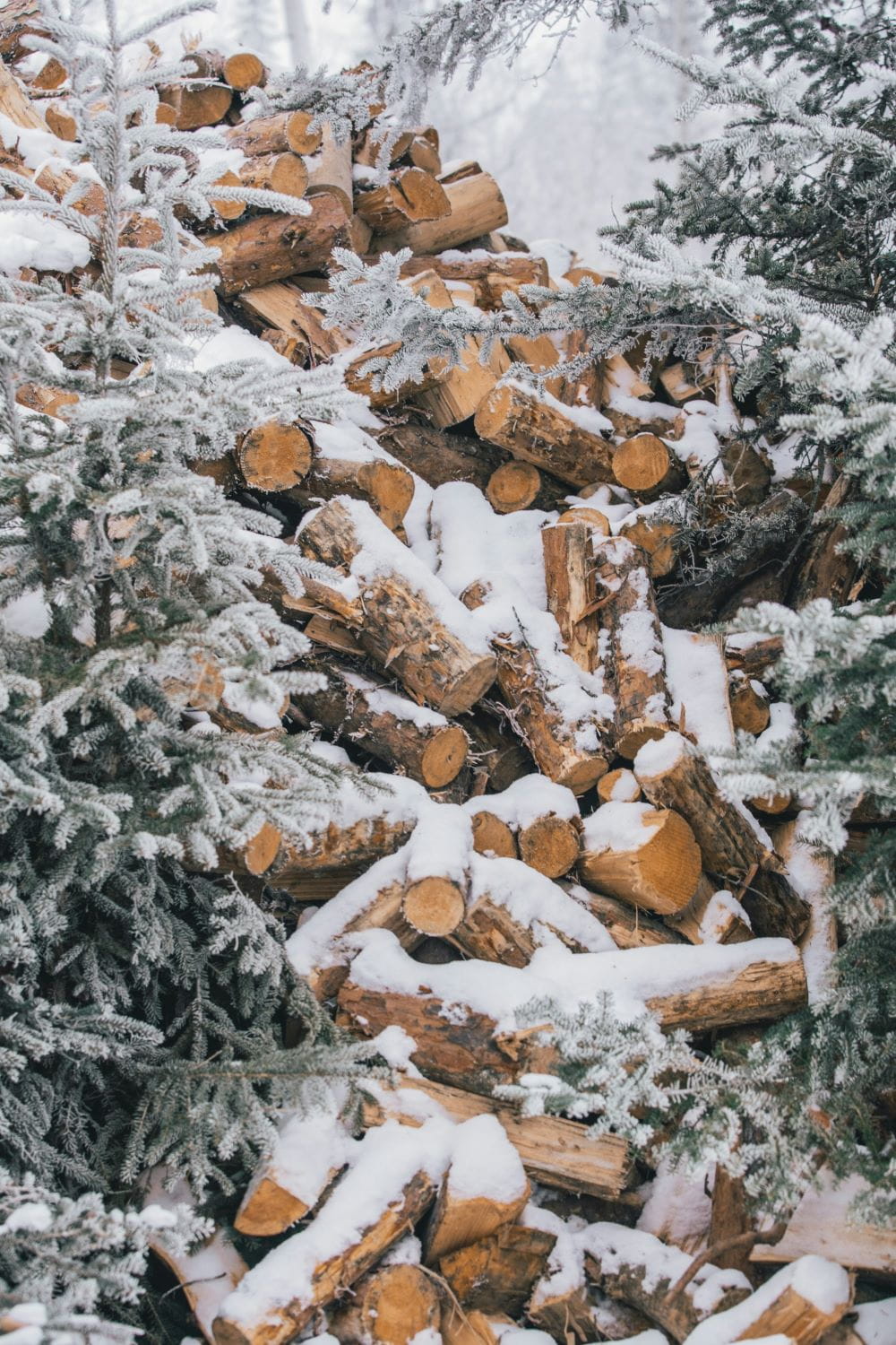 A large pile of firewood, stacked as high as two small snow-covered evergreen trees next to it