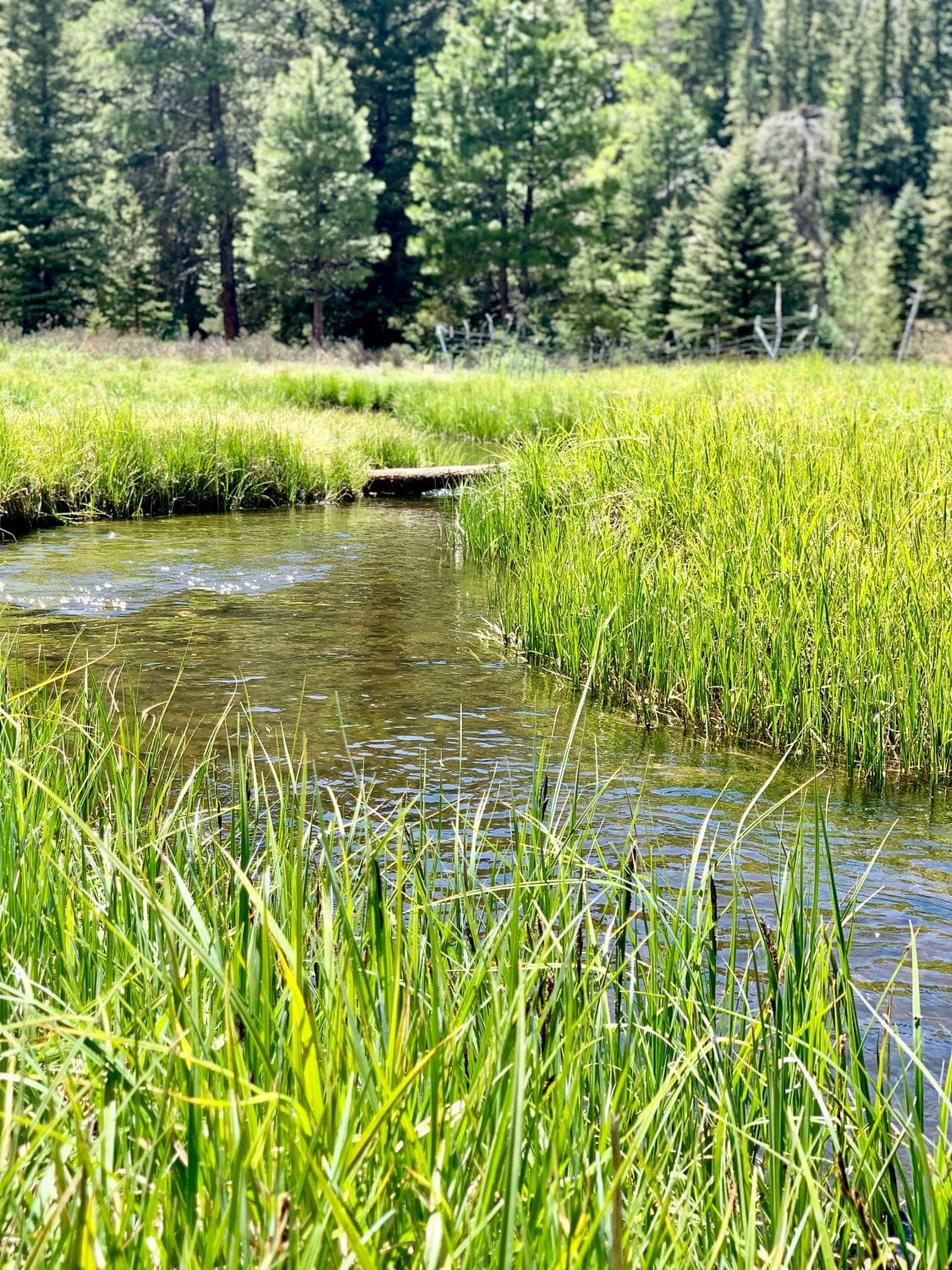 A small stream surrounded by lush green grass