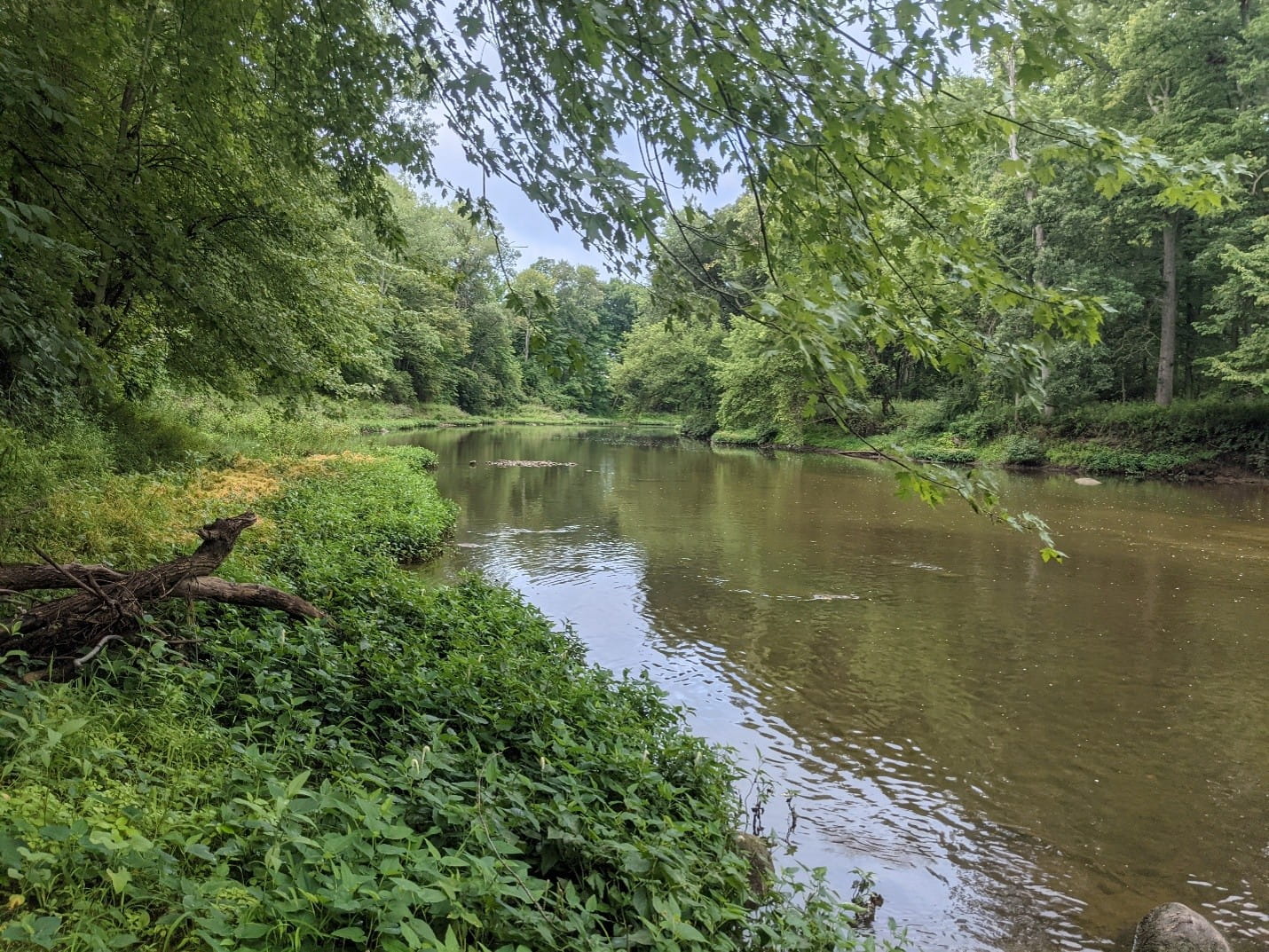 river flowing through a Michigan forest area