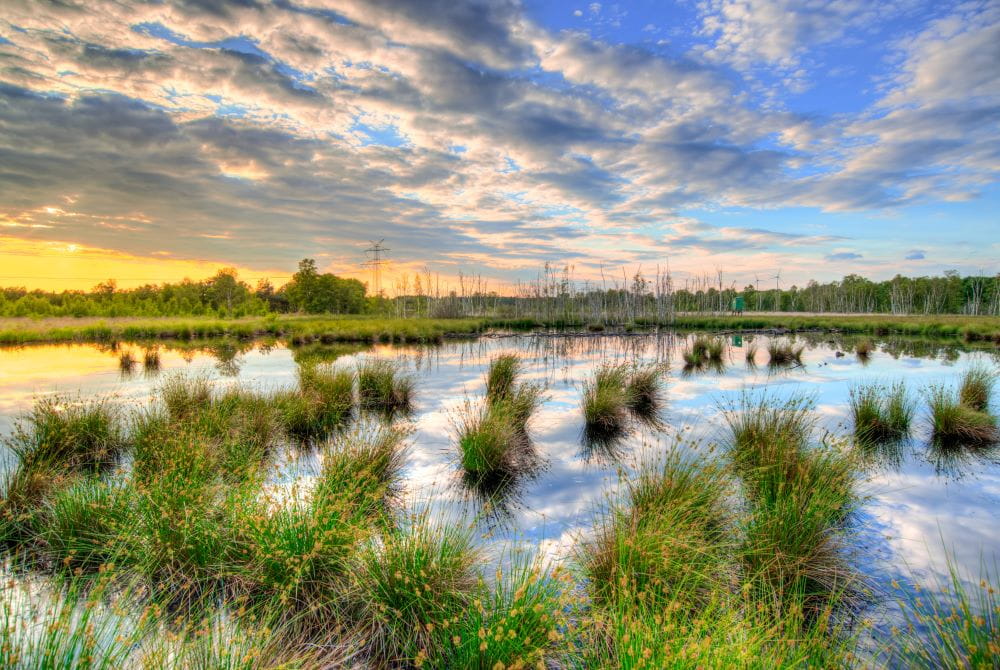 A lush wetland with clumps of green reeds scattered across the water. A power line runs in the background