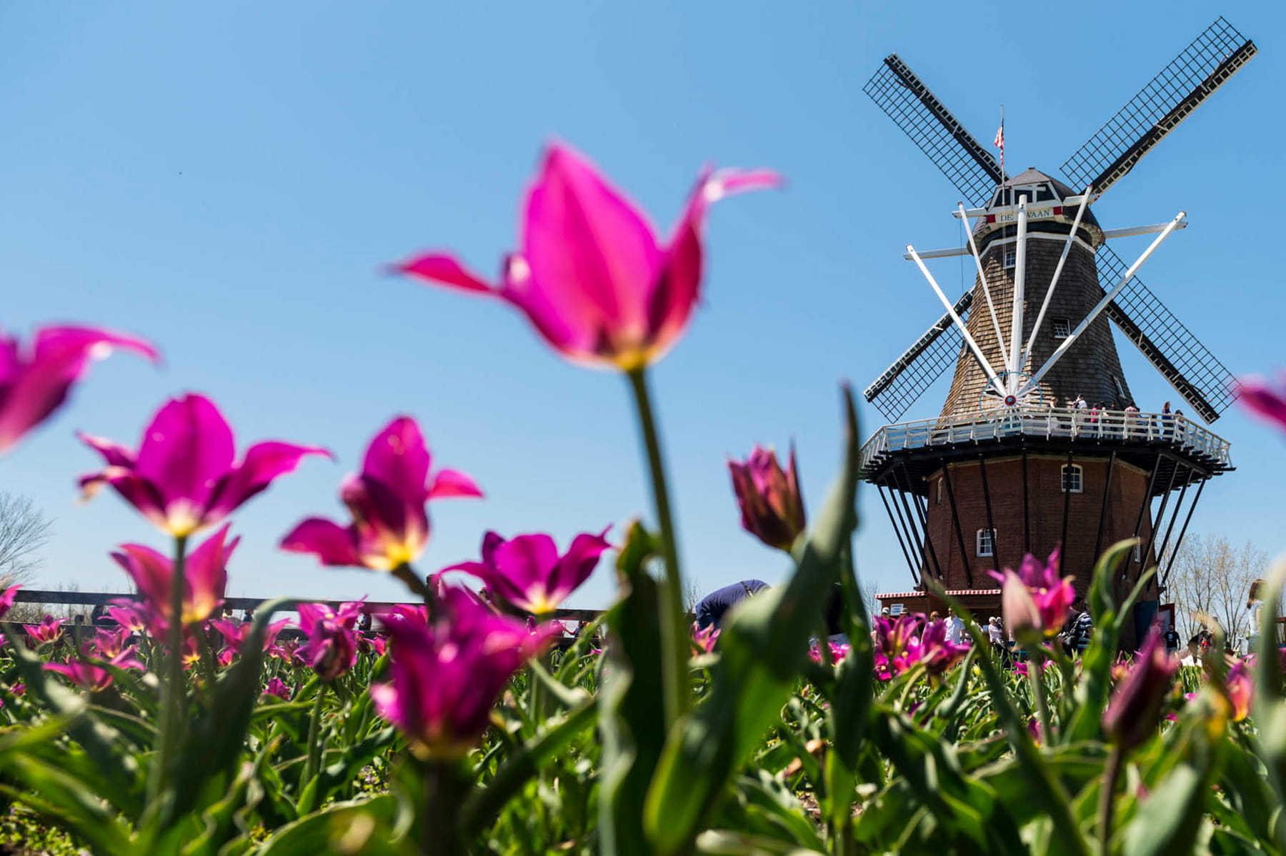 Tulips with windmill at Holland, Michigan
