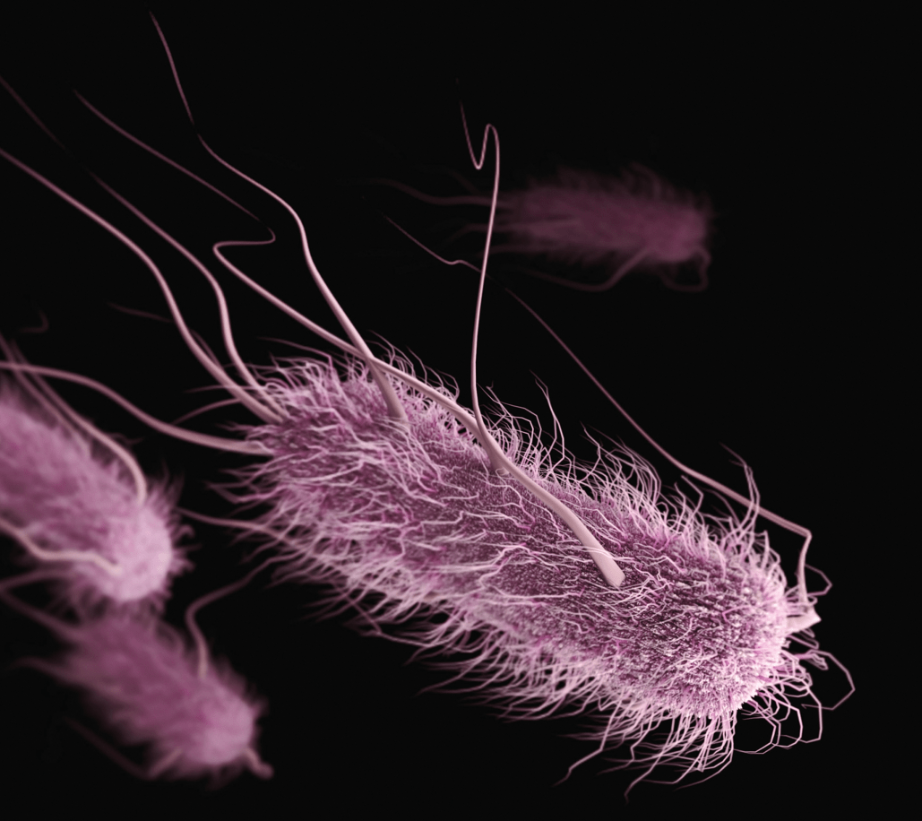 A closeup of an E. coli bacteria shaped like a pill with many long hairs