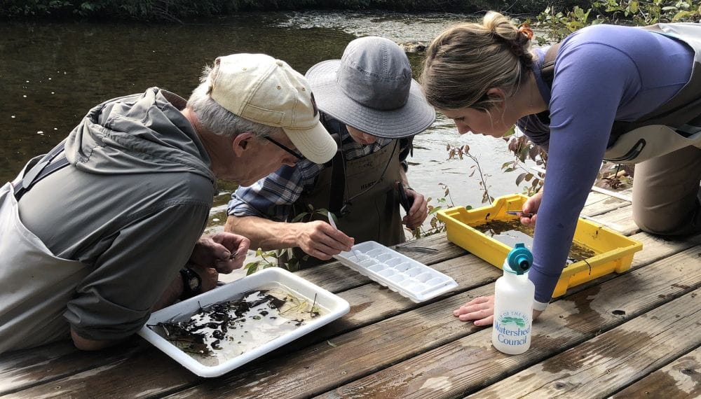 Volunteers from the Tip of the Mitt Watershed Council identify aquatic organisms at a MiCorps stream monitoring event. Credit: Tip of the Mitt.