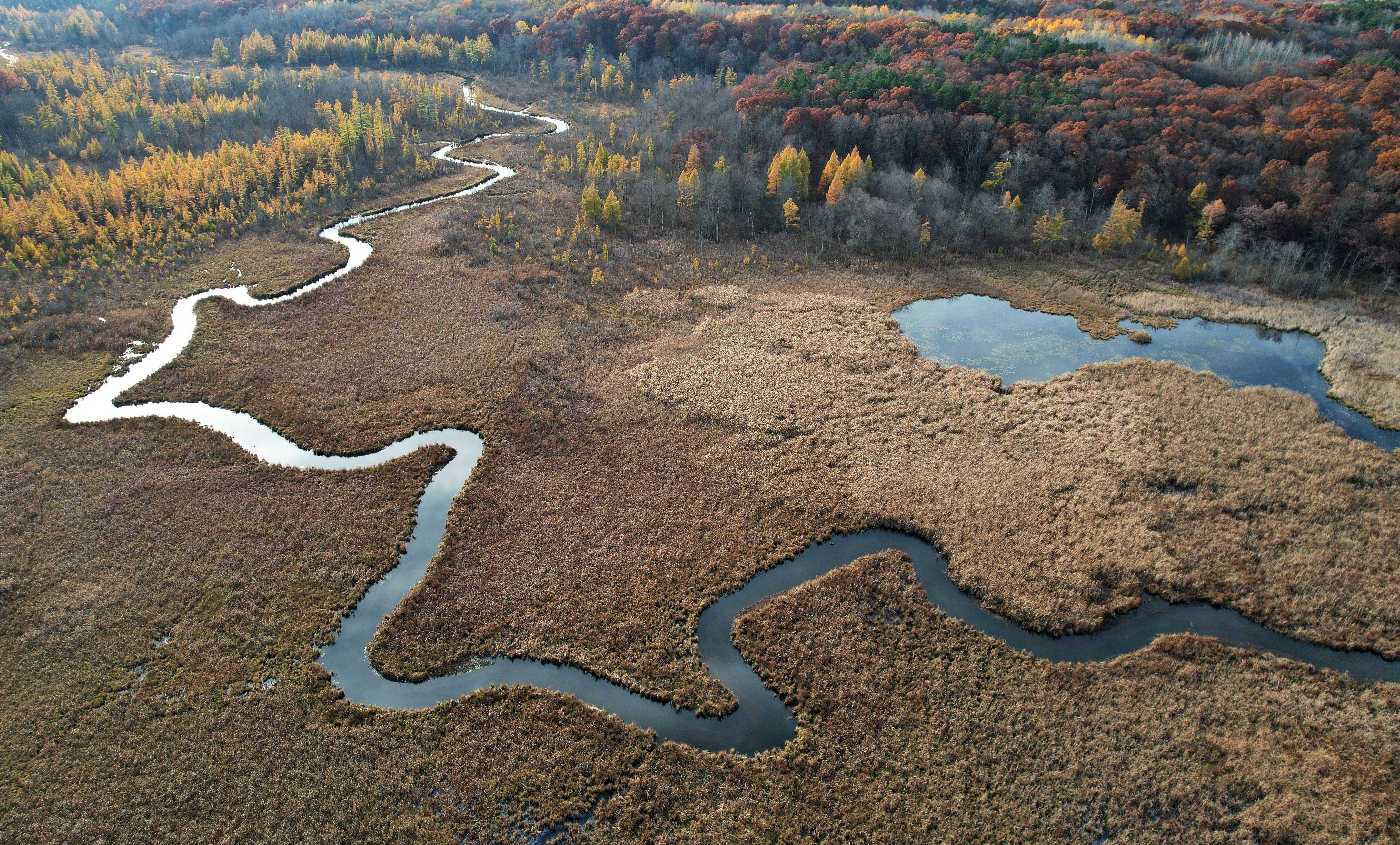 A creek flowing through an emergent wetland area