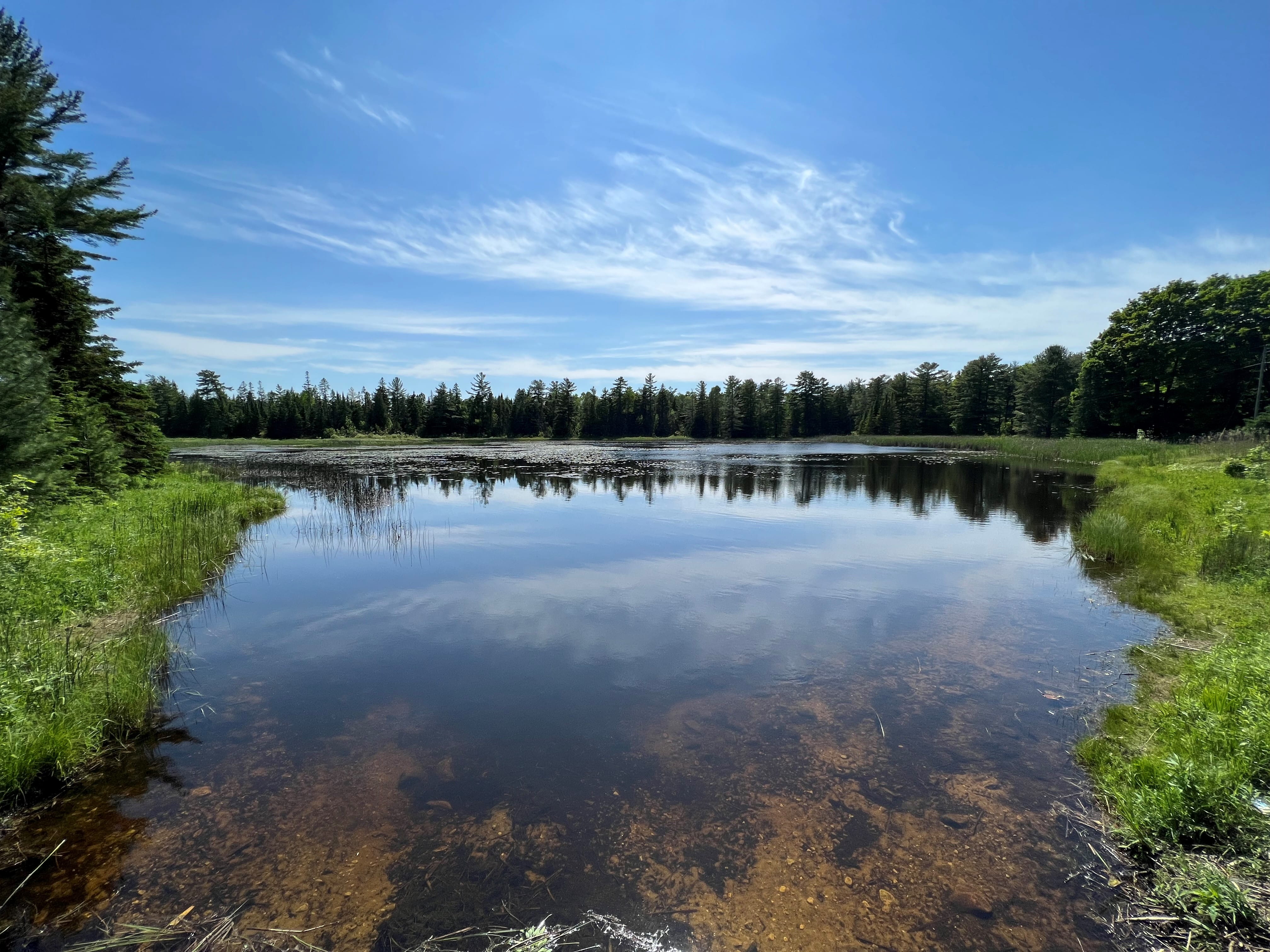 A shallow inland lake, sparkling under bright sun and blue sky, surrounded by lush greenery and pine trees in the background