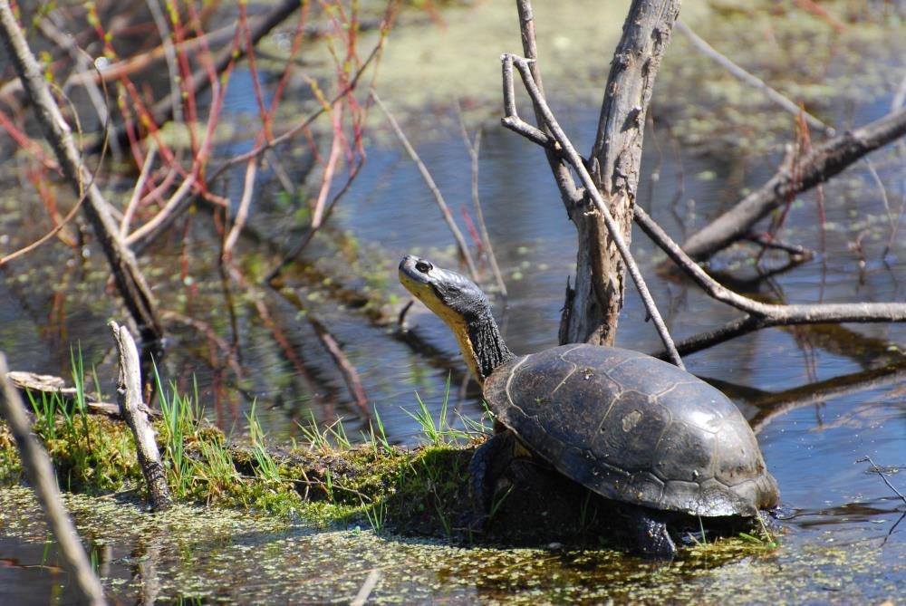 Blanding's Turtle sitting on a log in a wetland