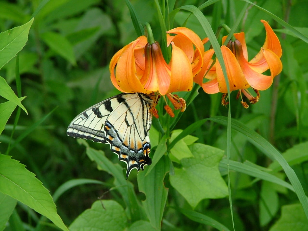 Lilium michiganense with a butterfly