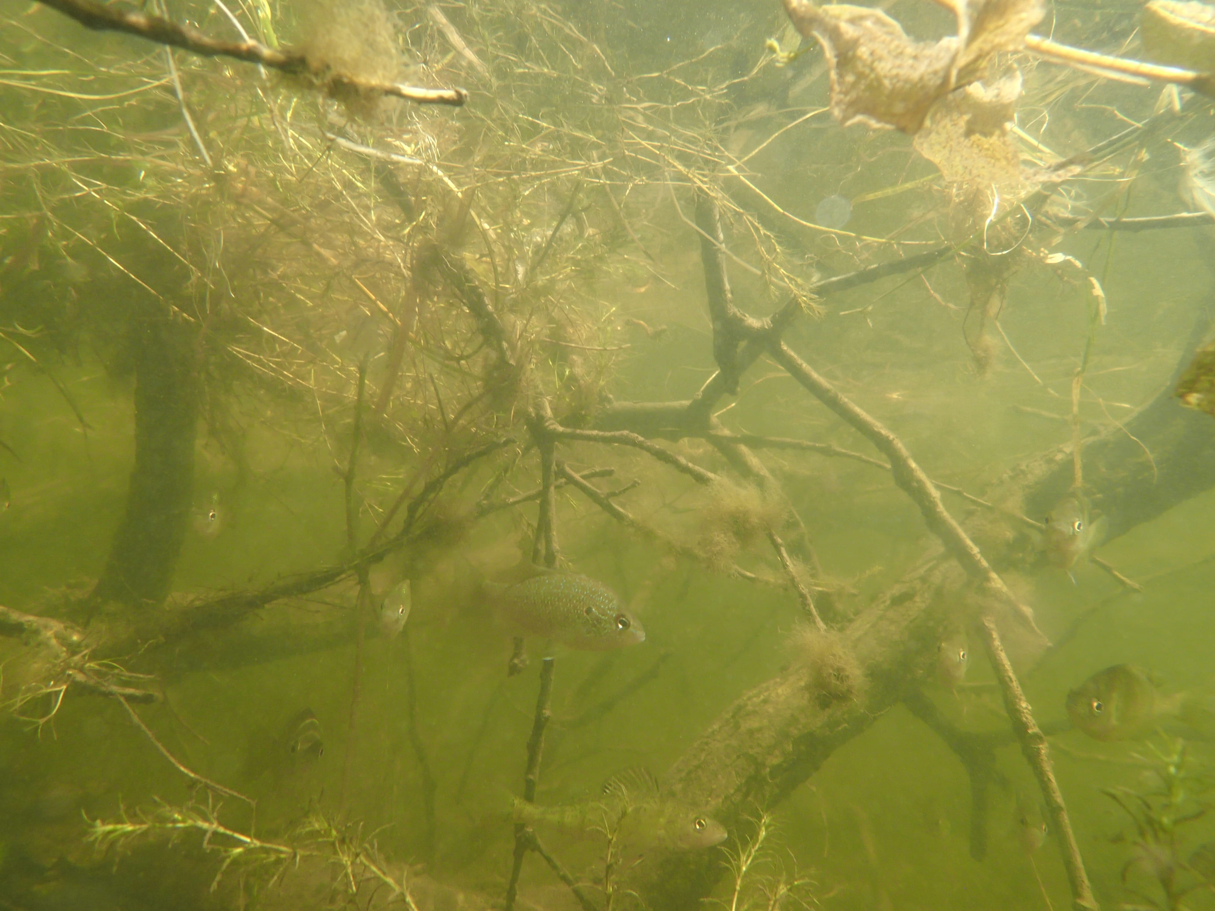 Panfish hide among the branches of a fallen tree in an inland Michigan lake. Credit: Eric Calabro, EGLE.
