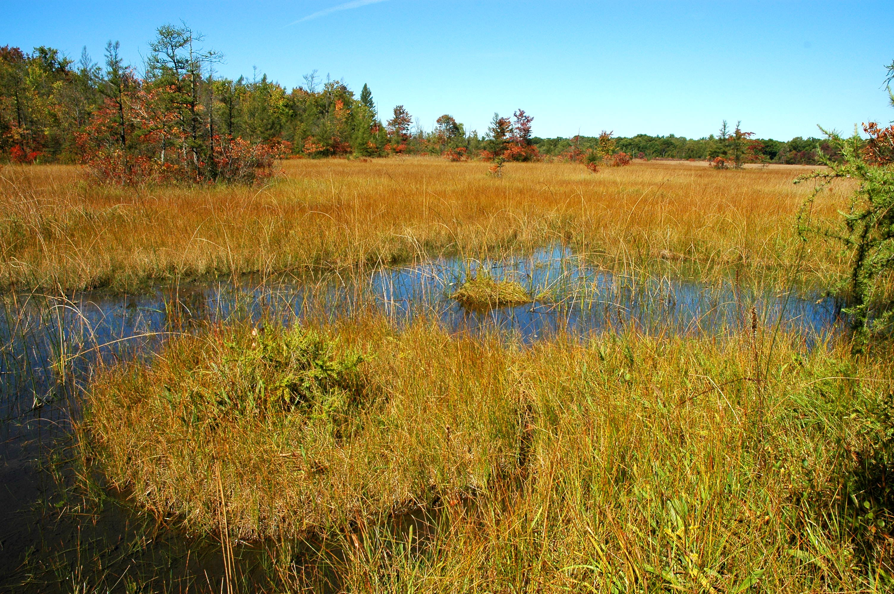 a prairie fen in southwest Michigan