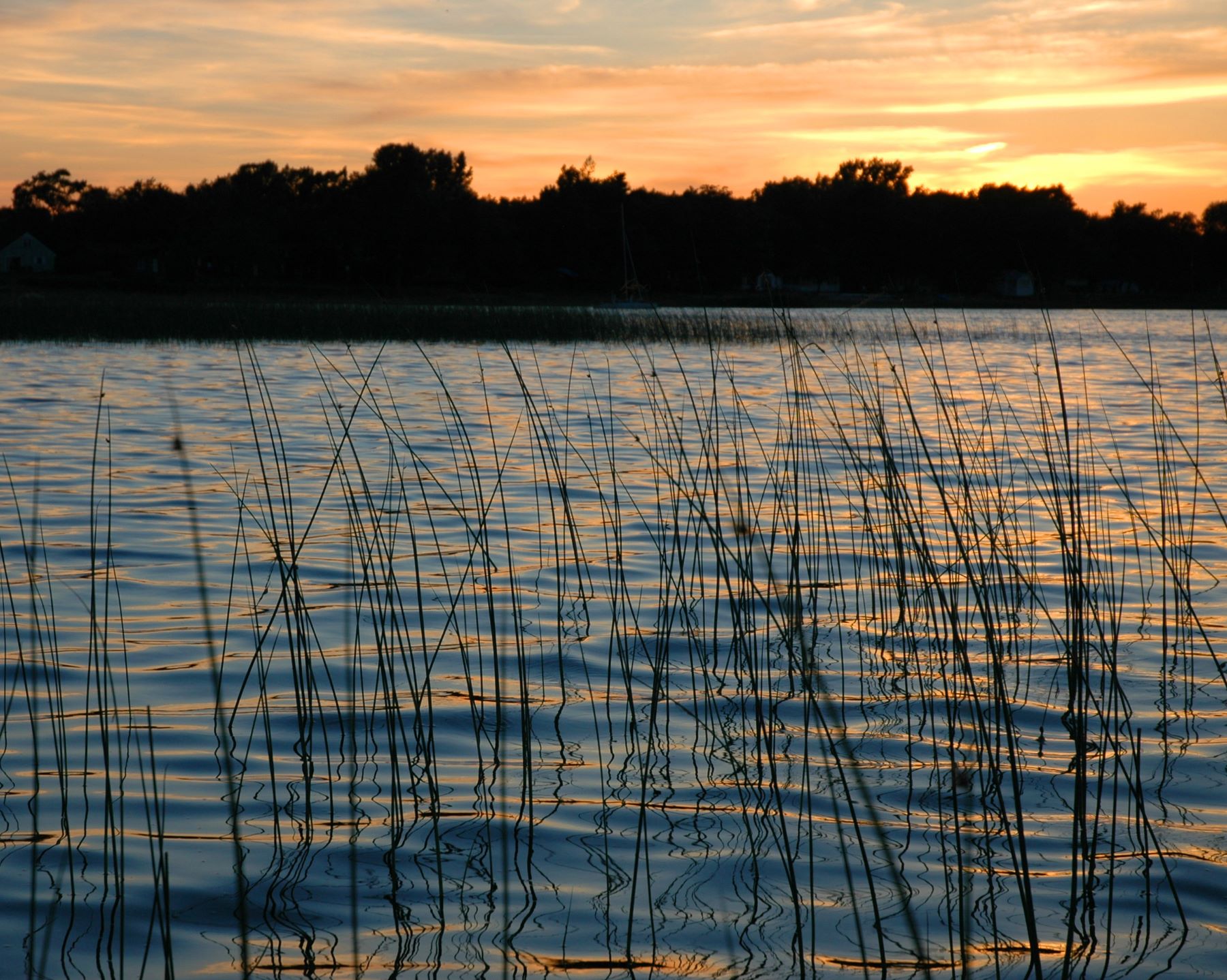 Bulrushes rise from a Saginaw Bay coastal marsh. Photo courtesy of EGLE. 