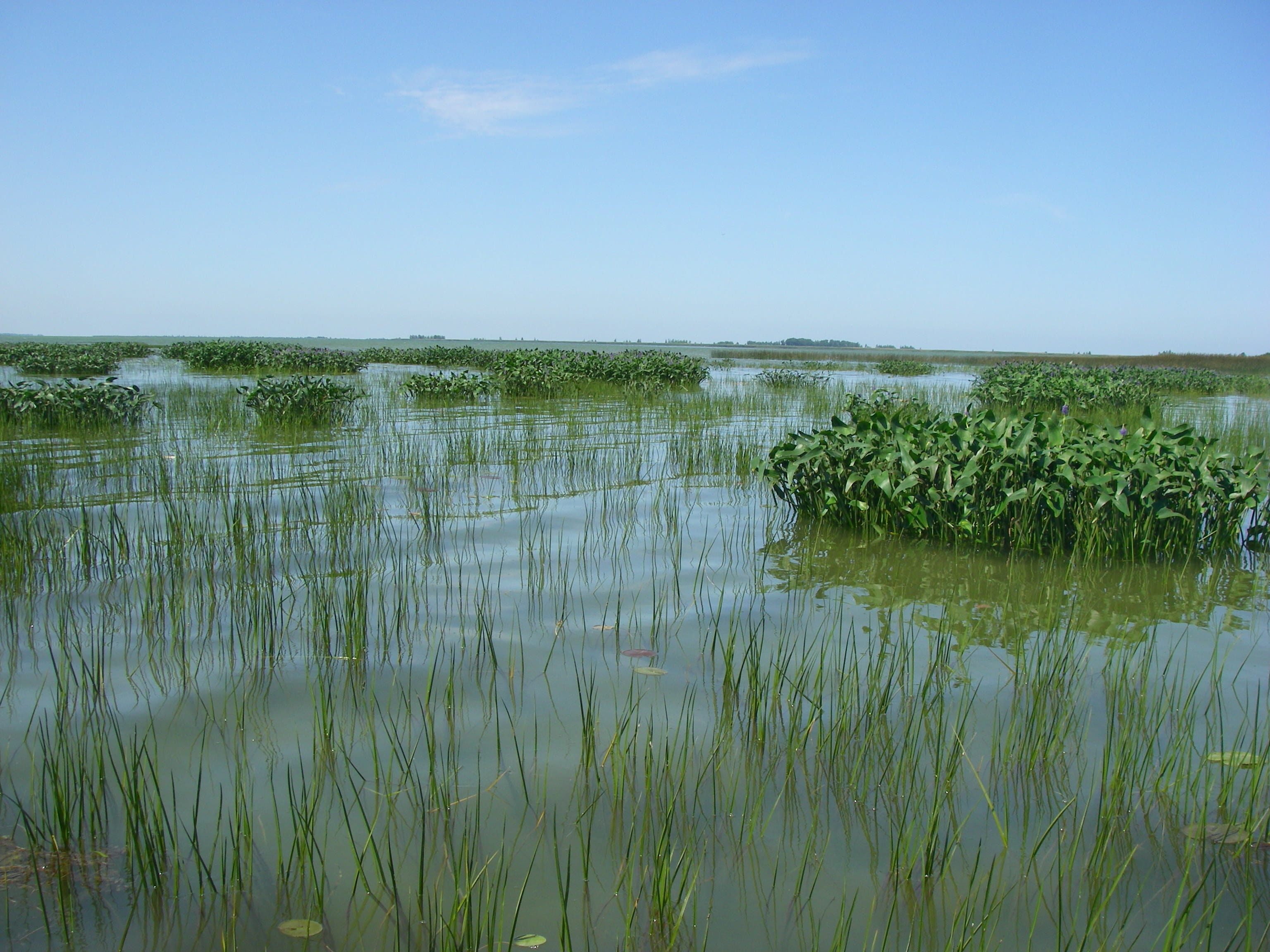 Saginaw Bay coastal wetland