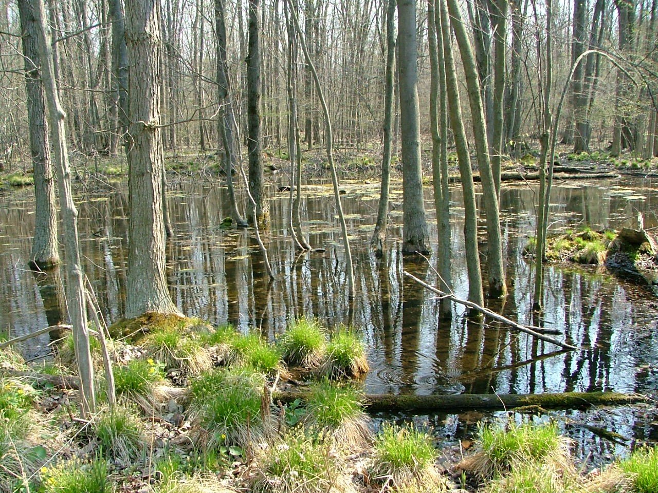 A low lying wetland with trees and tufts of grass emerging from the water