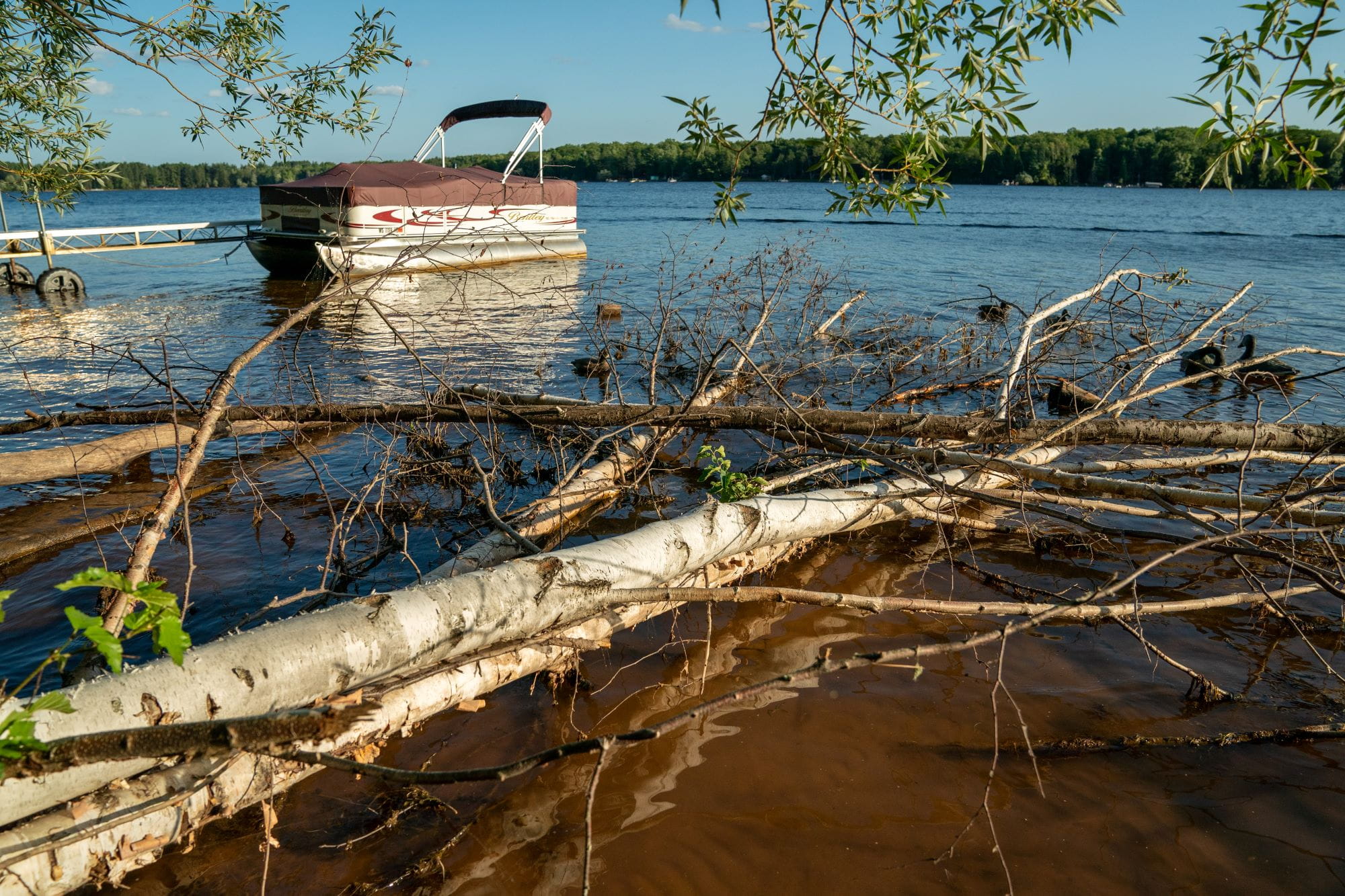 A fallen tree provides habitat for fish and wildlife alongside a swimming area and boat dock on a lakefront property.
