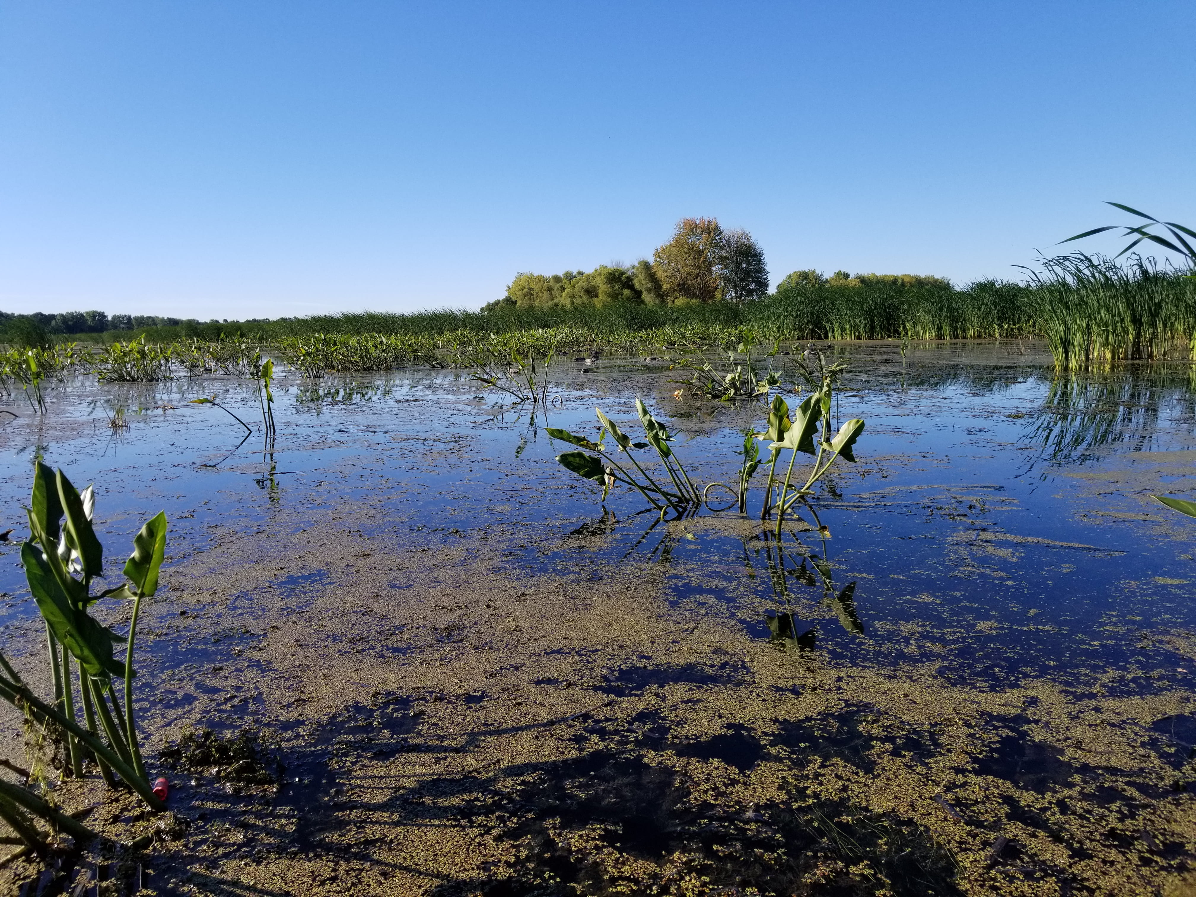 Managed Hemi marsh wetland in Shiawassee River State Game Area