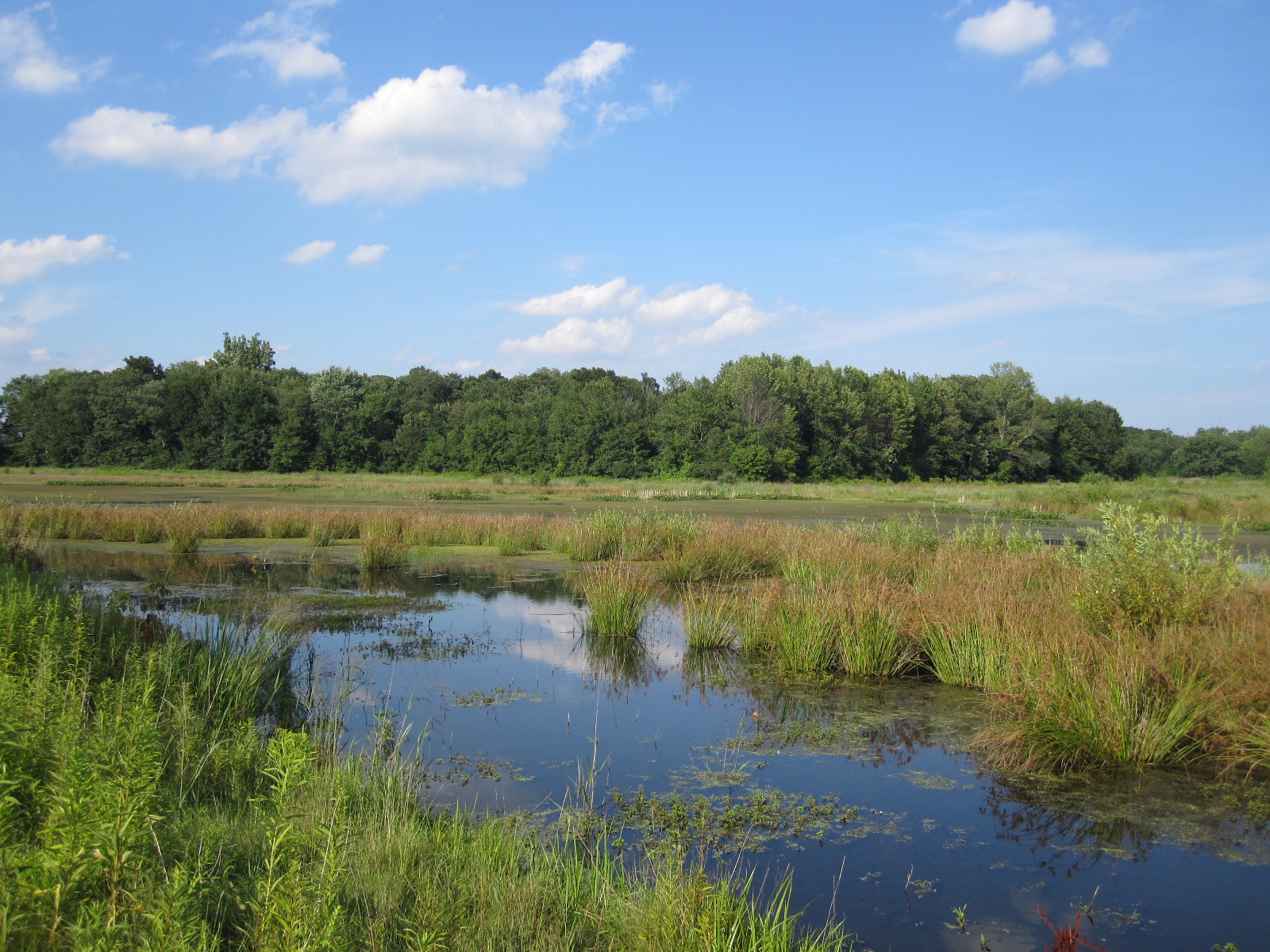 View of a completed and established wetland mitigation site.