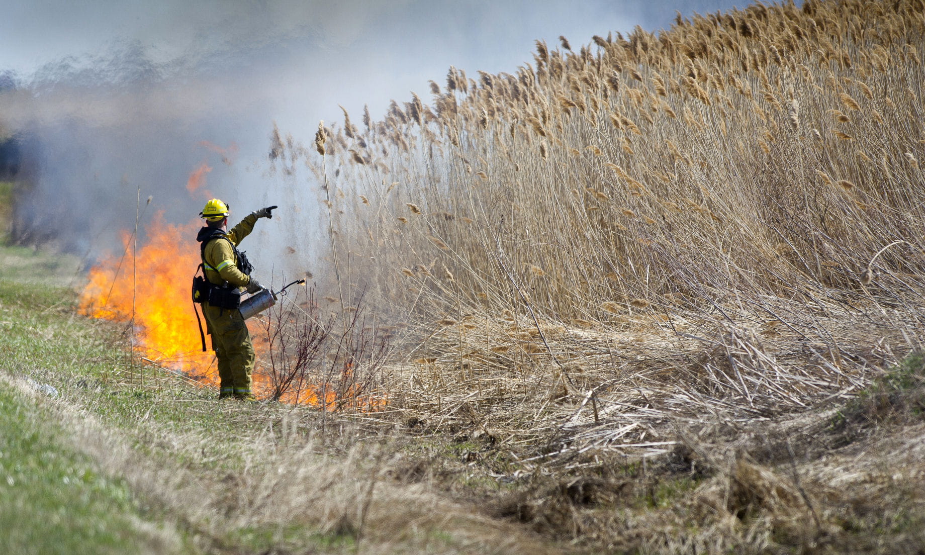 Phragmites