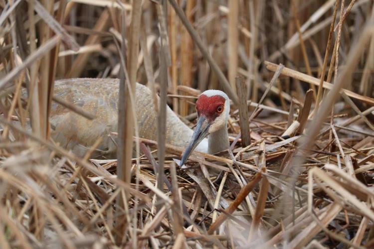 Sandhill crane in managed Hemi marsh wetland in Shiawassee River State Game Area
