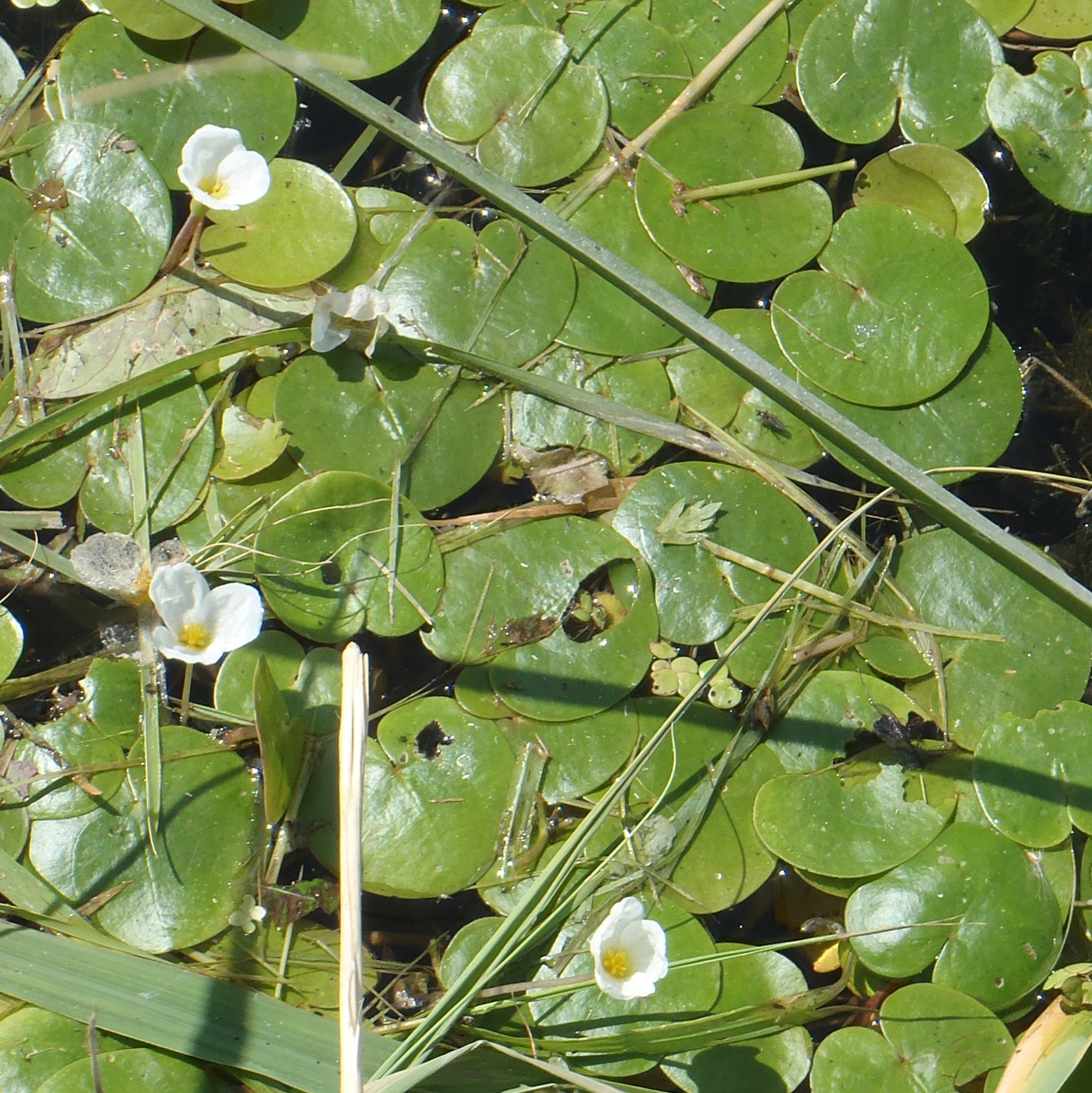 A dense mat of european frog-bit floating on the surface of a pond, with a few white flowers.