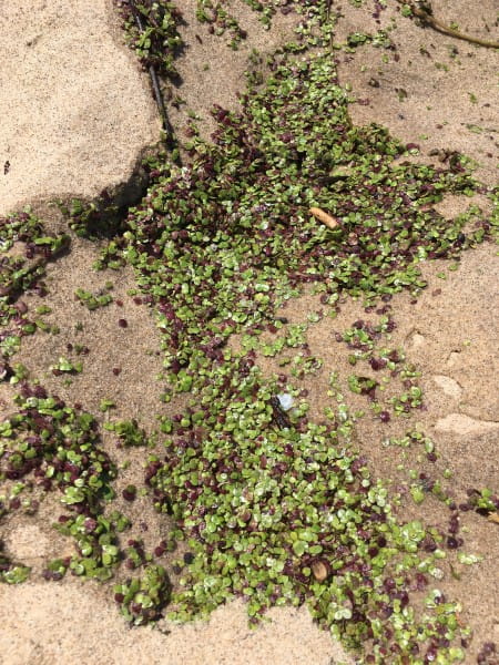 Duckweed