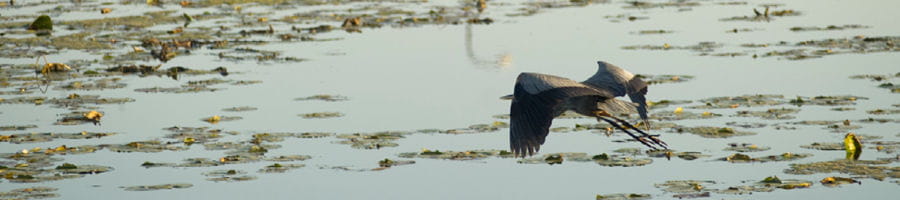 AOC Program - White Lake - Banner Image