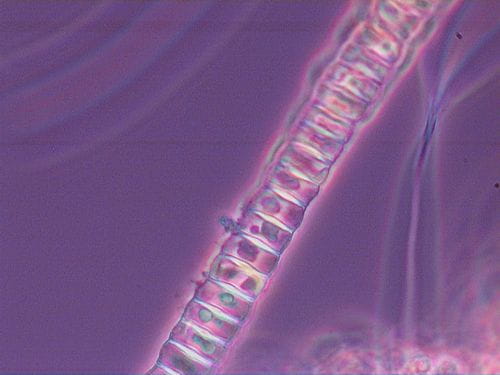 Algae 40X