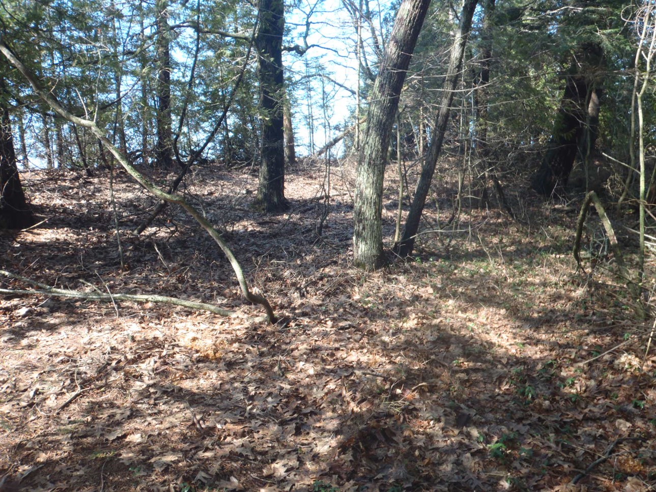 a forested dune in Benzie County Michigan