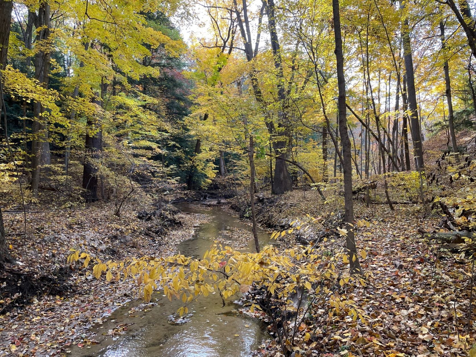 a forested dune with a stream running through it
