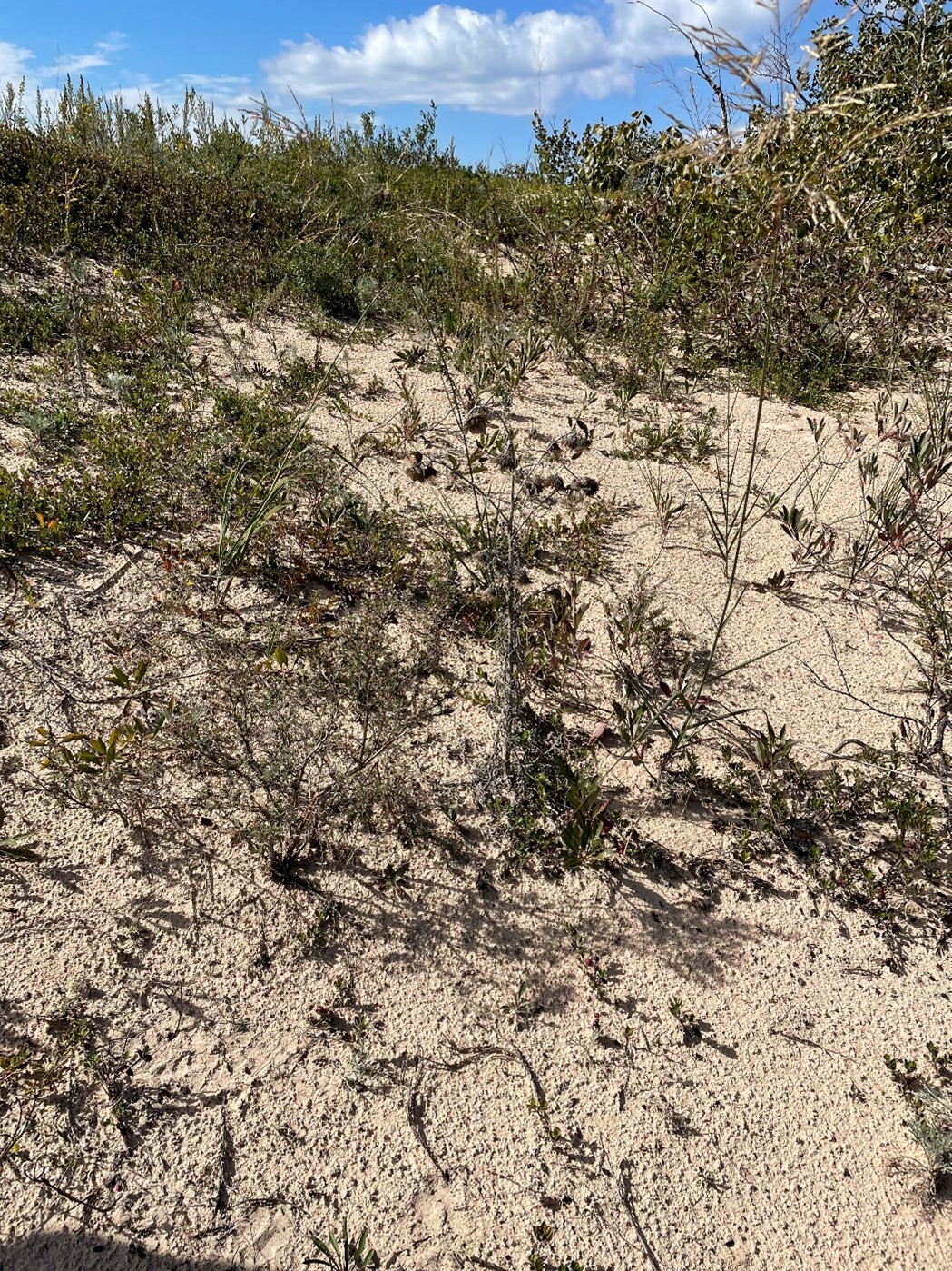 a critical dune area on Beaver Island