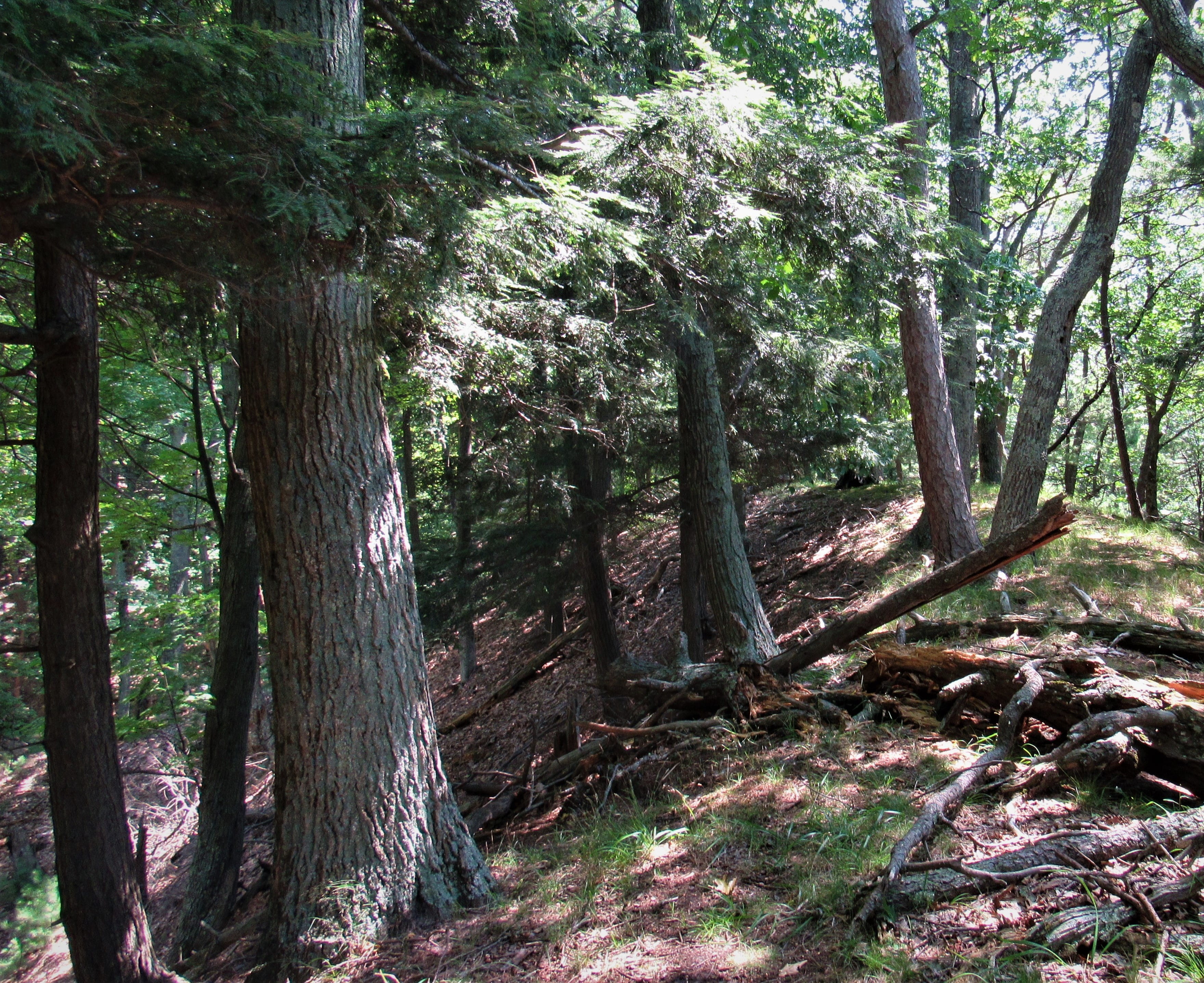 a dry mesic northern forest in the Ludington area