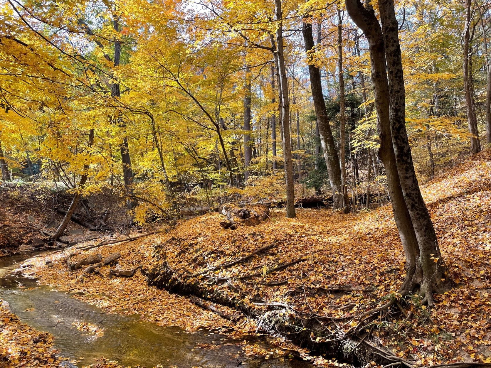 Mesic southern forest natural community