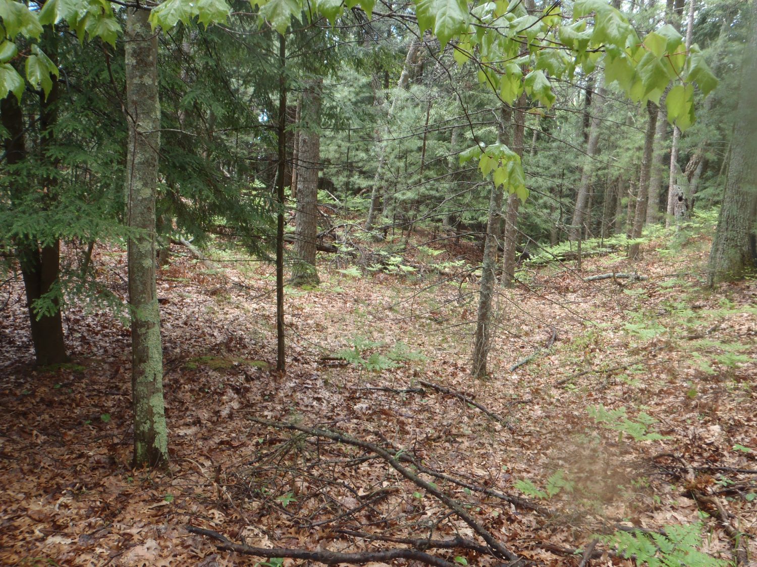 Oceana county forested barrier dune