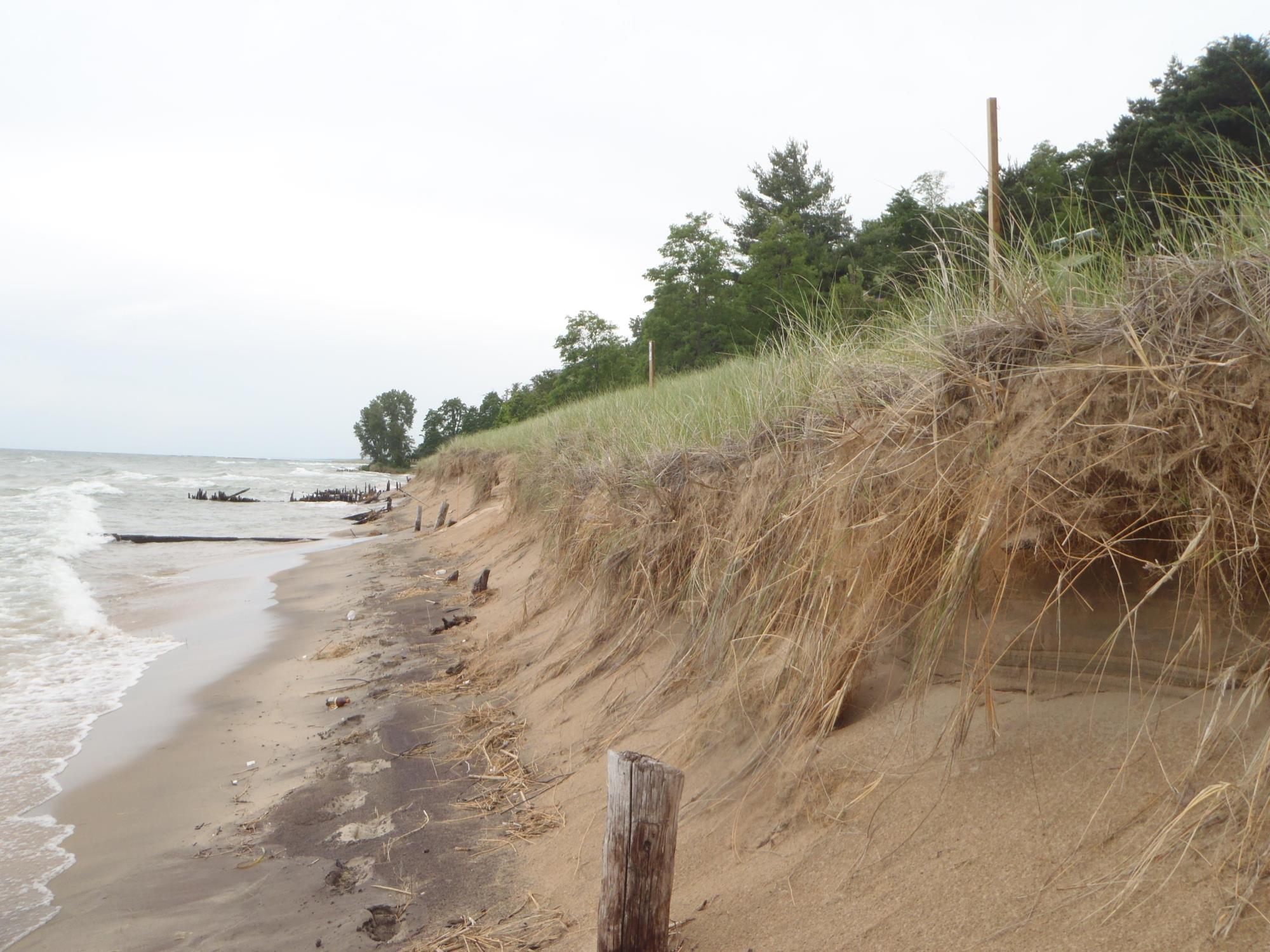 a foredune in Ottawa County Michigan