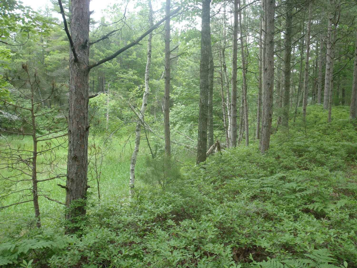 Schoolcraft county wooded dune swale
