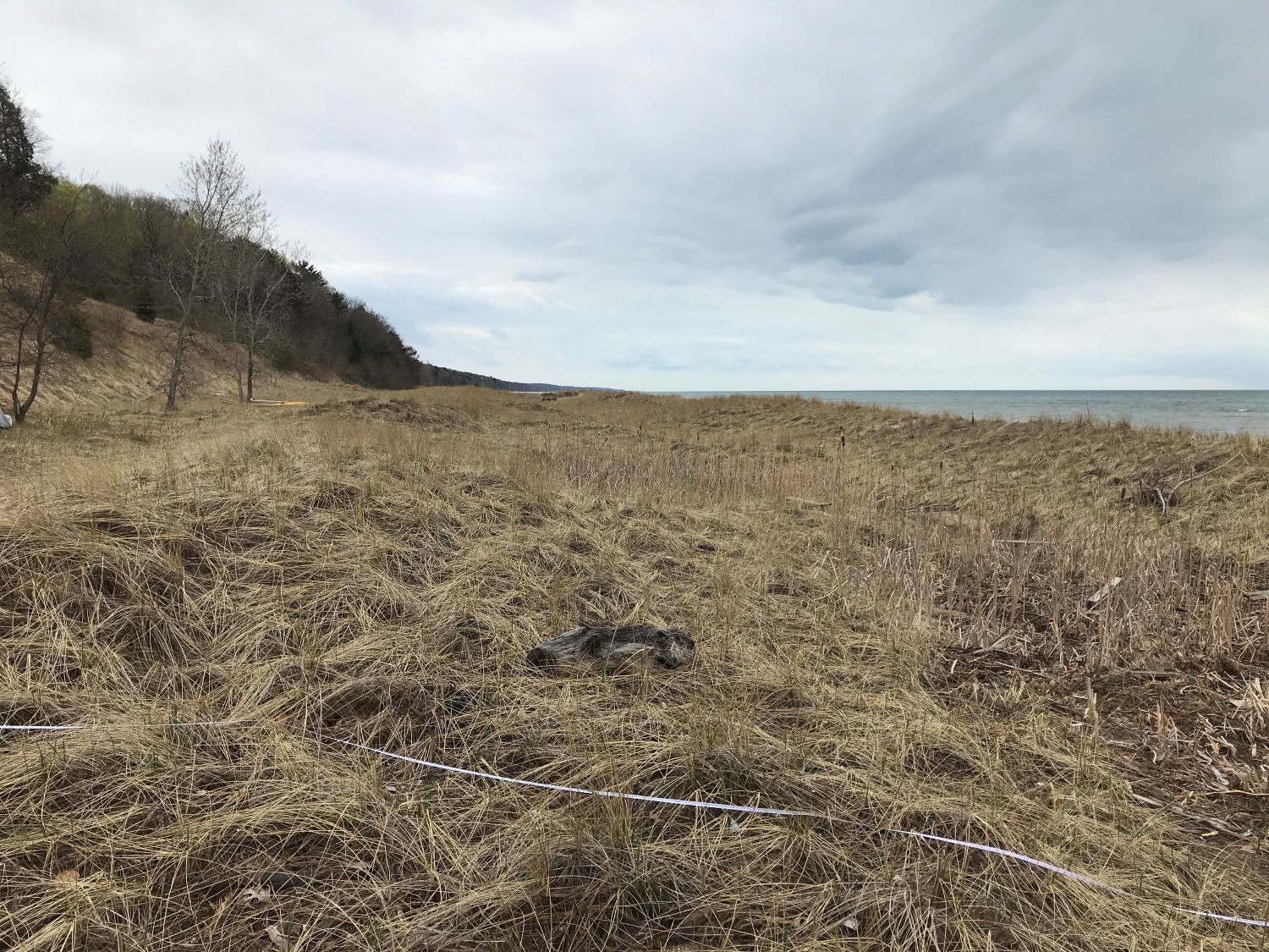 a foredune in Van Buren County Michigan