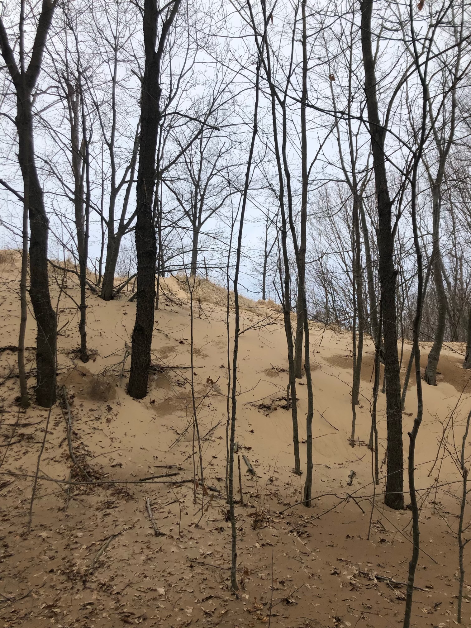 a migrating sand dune located in Van Buren County Michigan