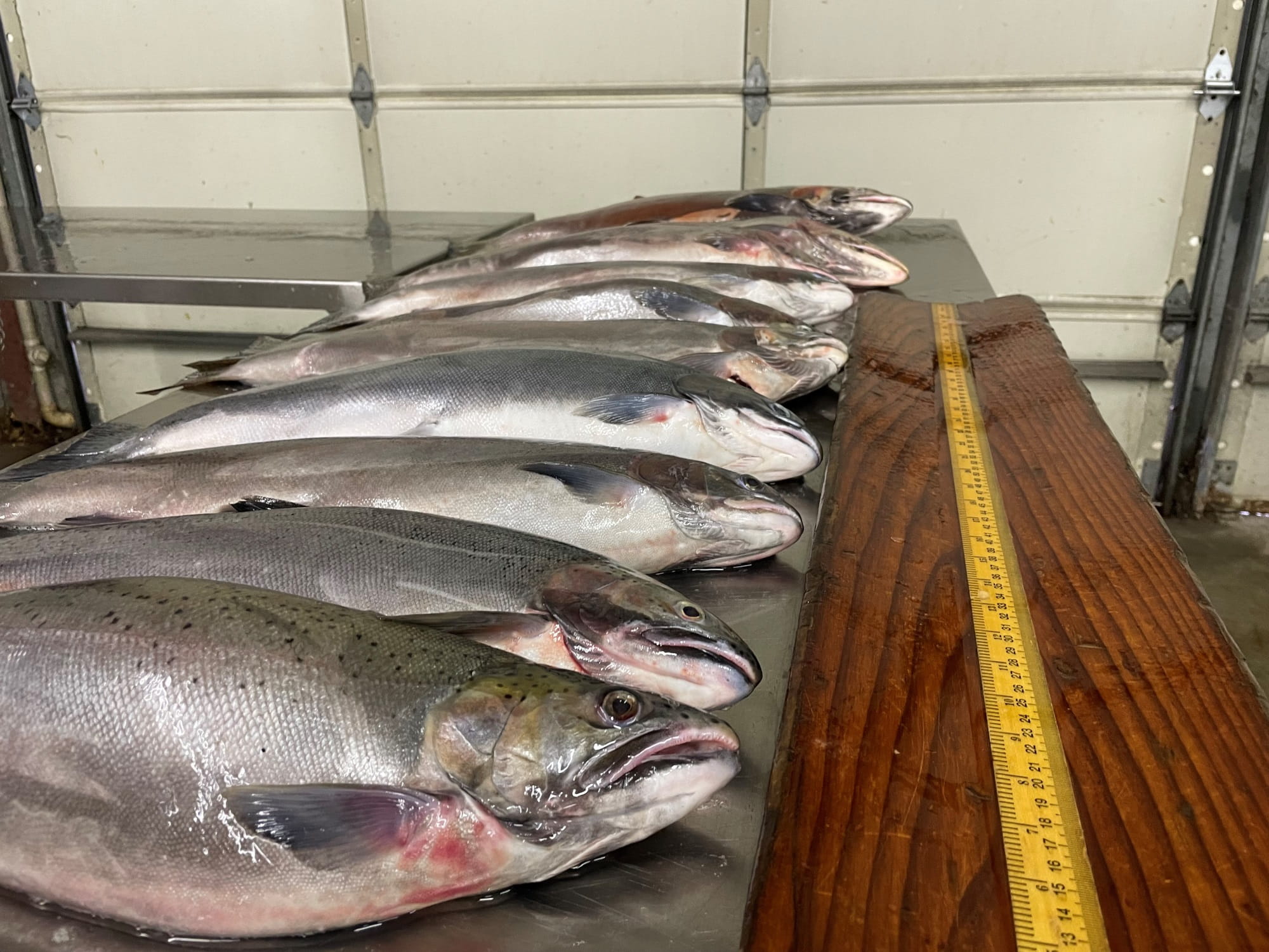 Picture of dead fish on a table