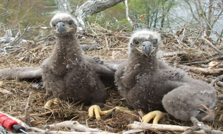 Bald Eagle Chicks