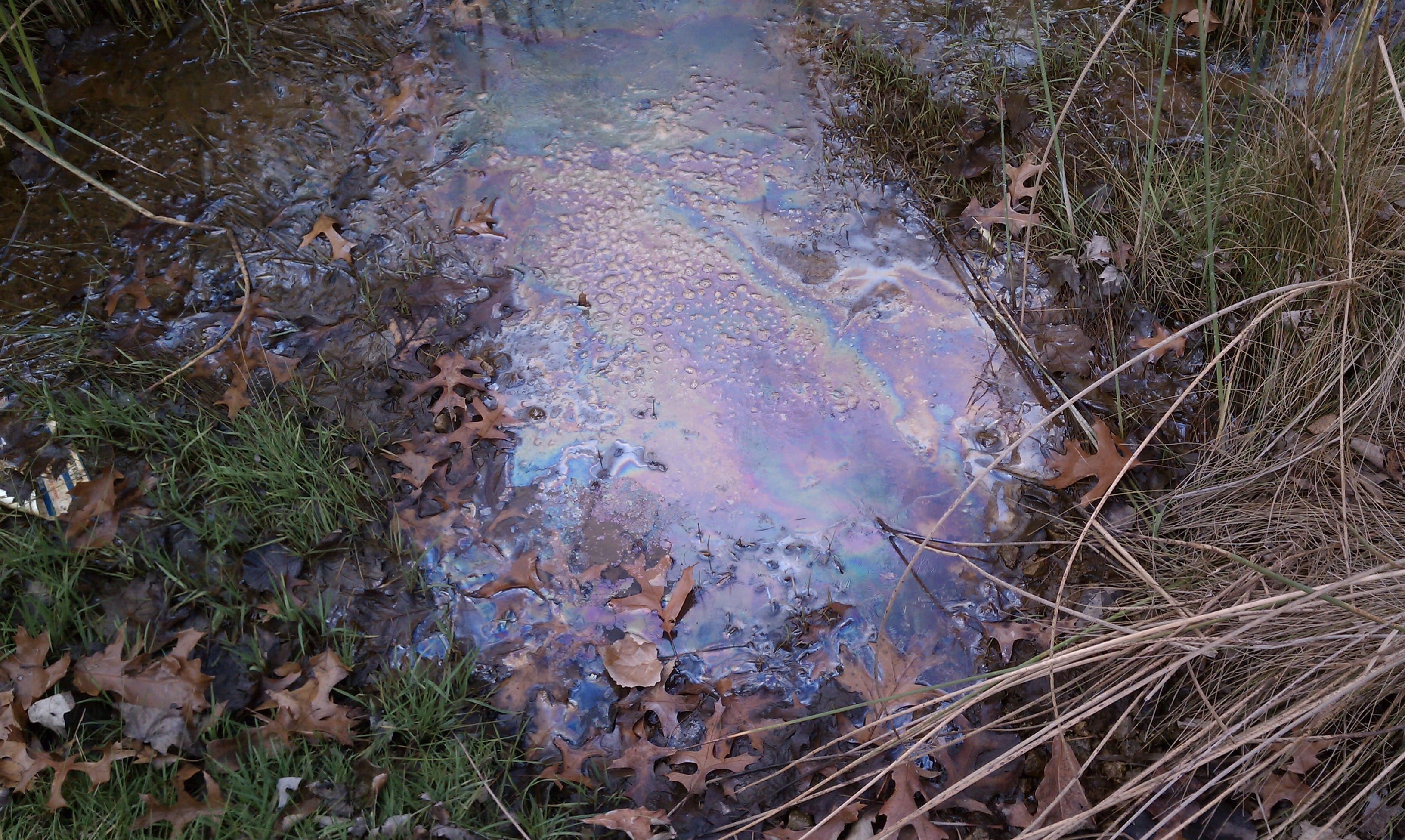 Bacteria film in a wetland area with the appearance of an oil spill