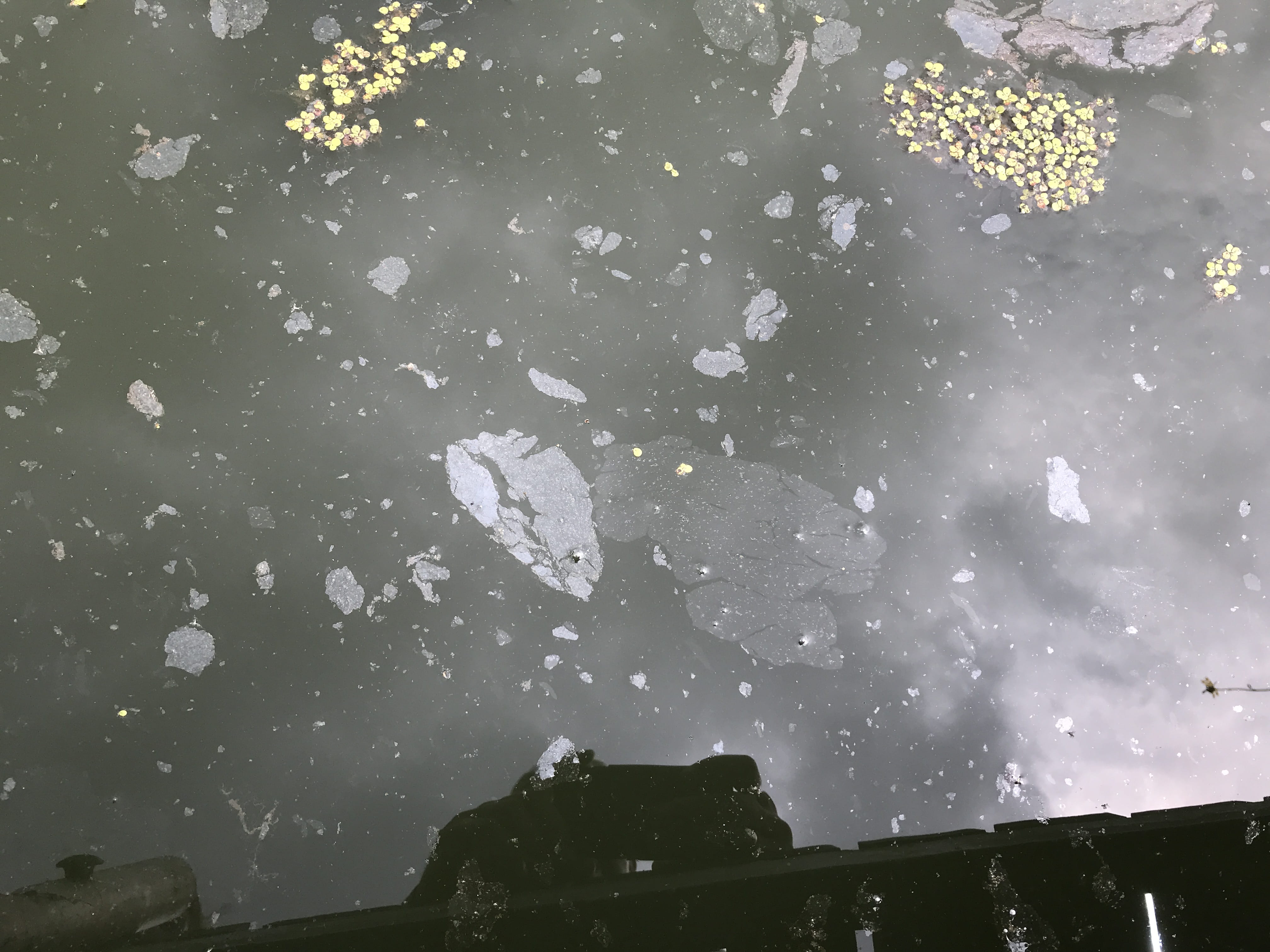 bacterial sheen on water