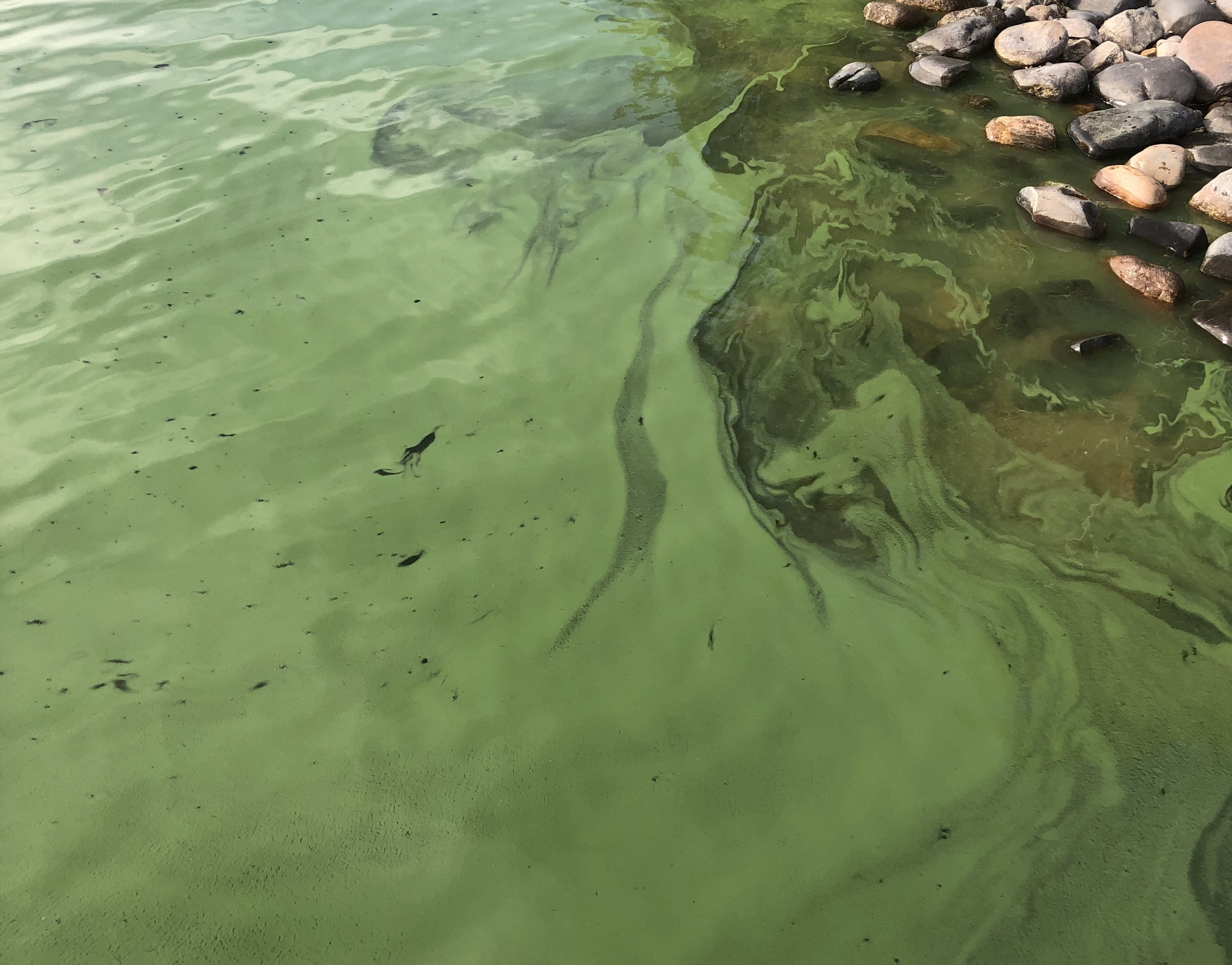 blue green algae on surface of lake
