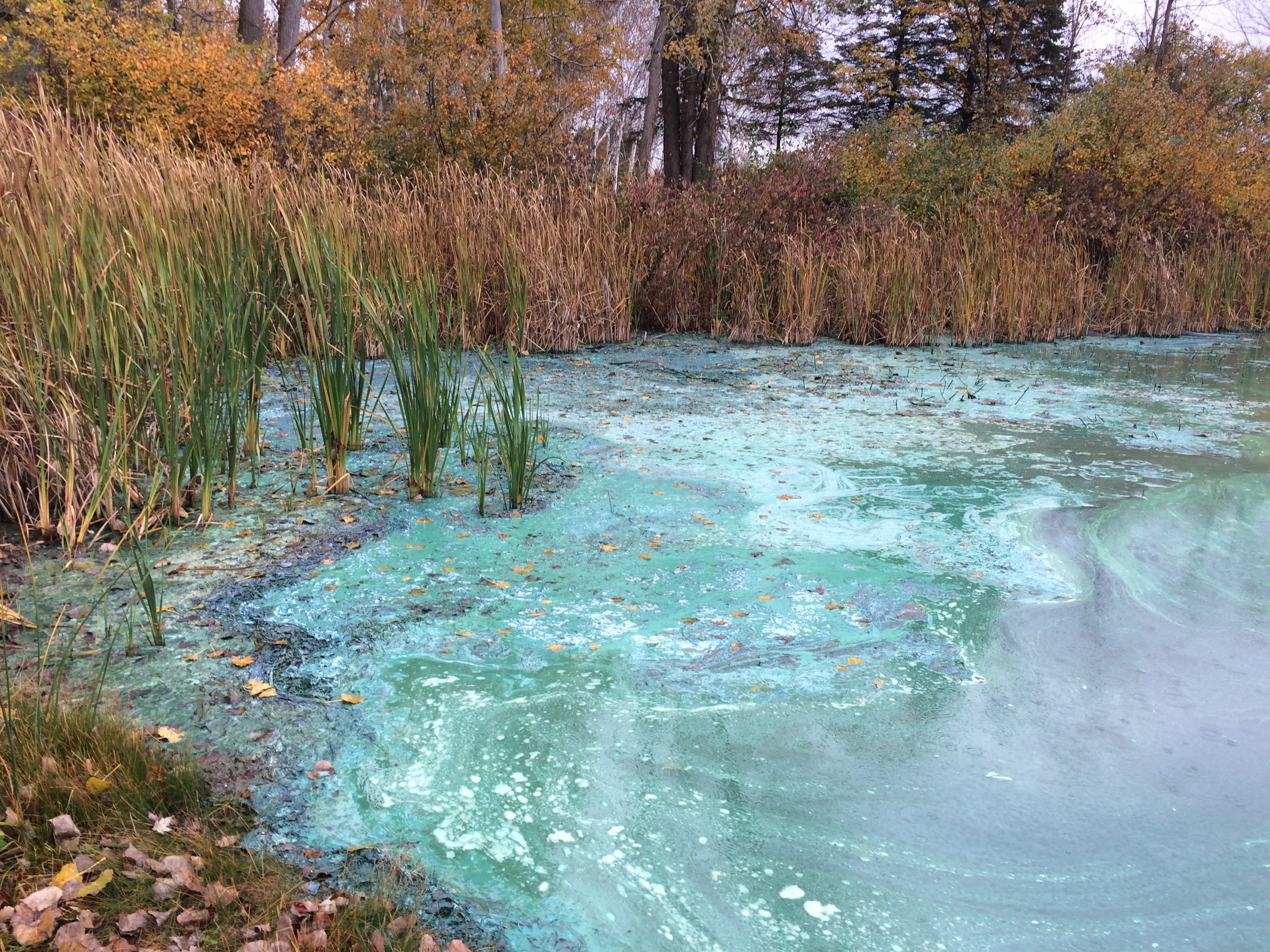 blue green algae on lake edges